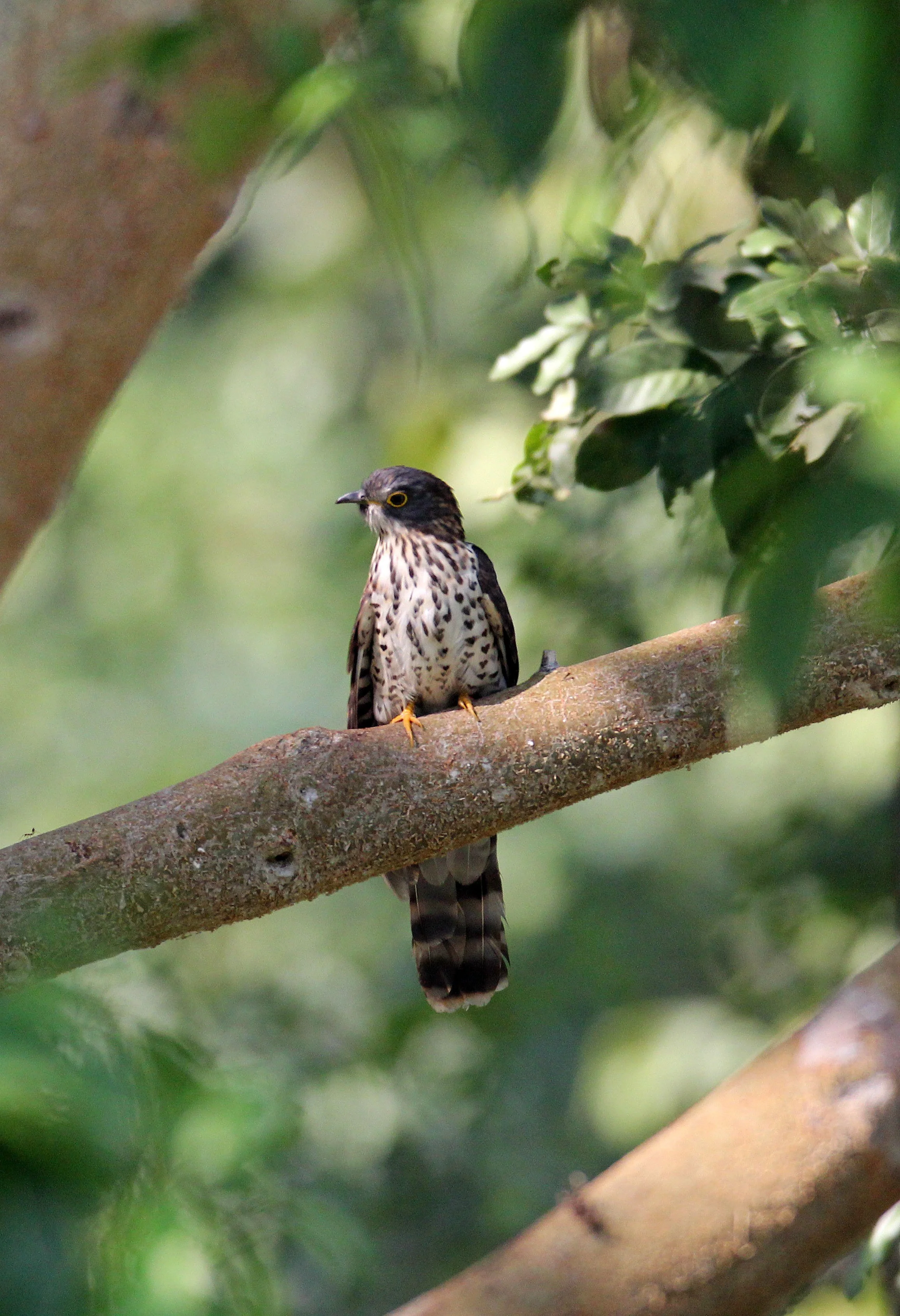Large Hawk-cuckoo (Hierococcyx sparveroides) Huai Kha Khaeng NWR Thailand (14).JPG