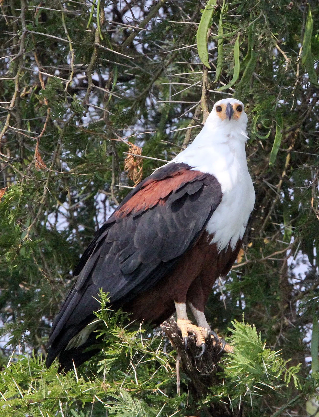Haliaeetus vocifer - AFRICAN FISH EAGLE - QUEEN ELIZABETH NP UGANDA (4).JPG