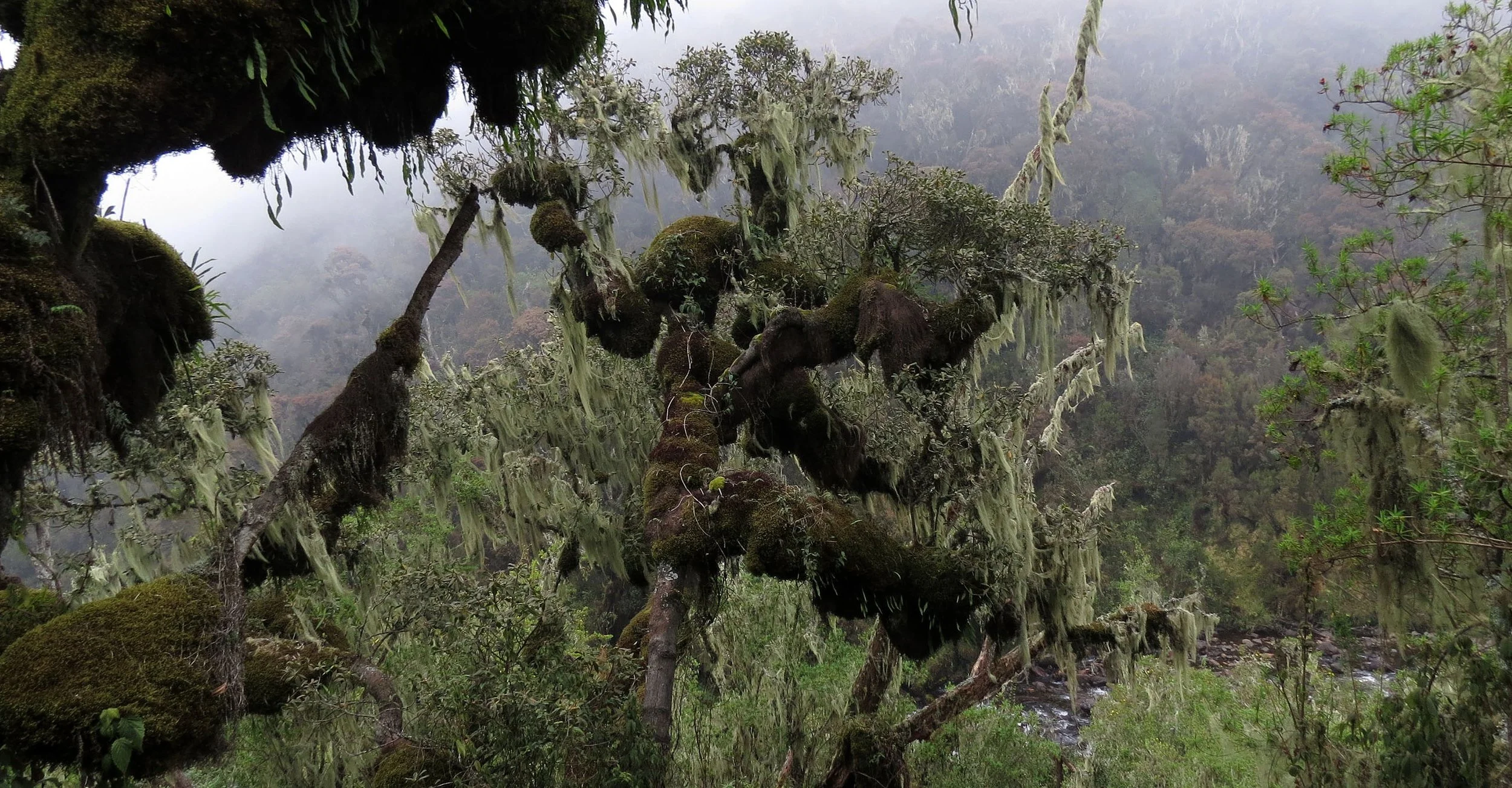 RWENZORI NATIONAL PARK UGANDA (127).JPG