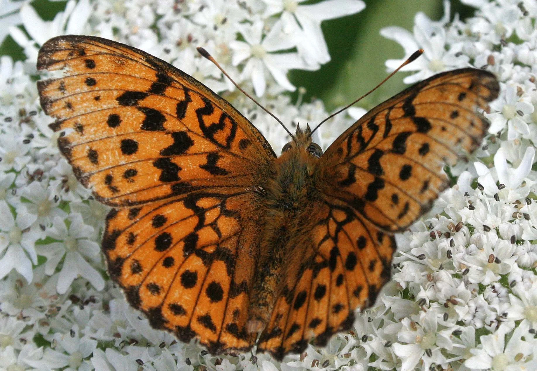 Nymphalidae - Silver-washed fritillary (Argynnis paphia) Primorye, Russia