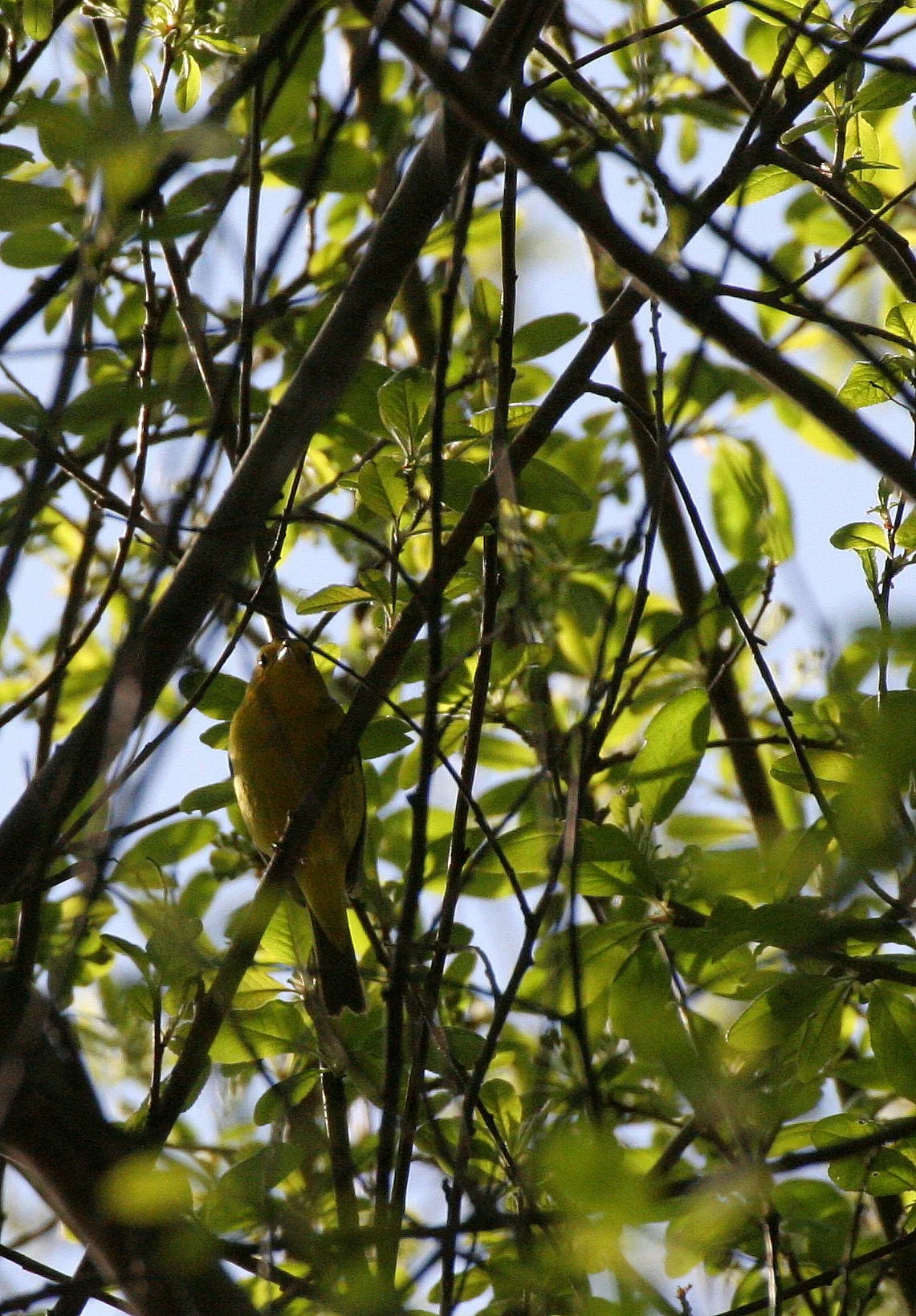 BIRD - WARBLER - WILSON'S WARBLER - LAKE FARM WOODS WA (8).JPG