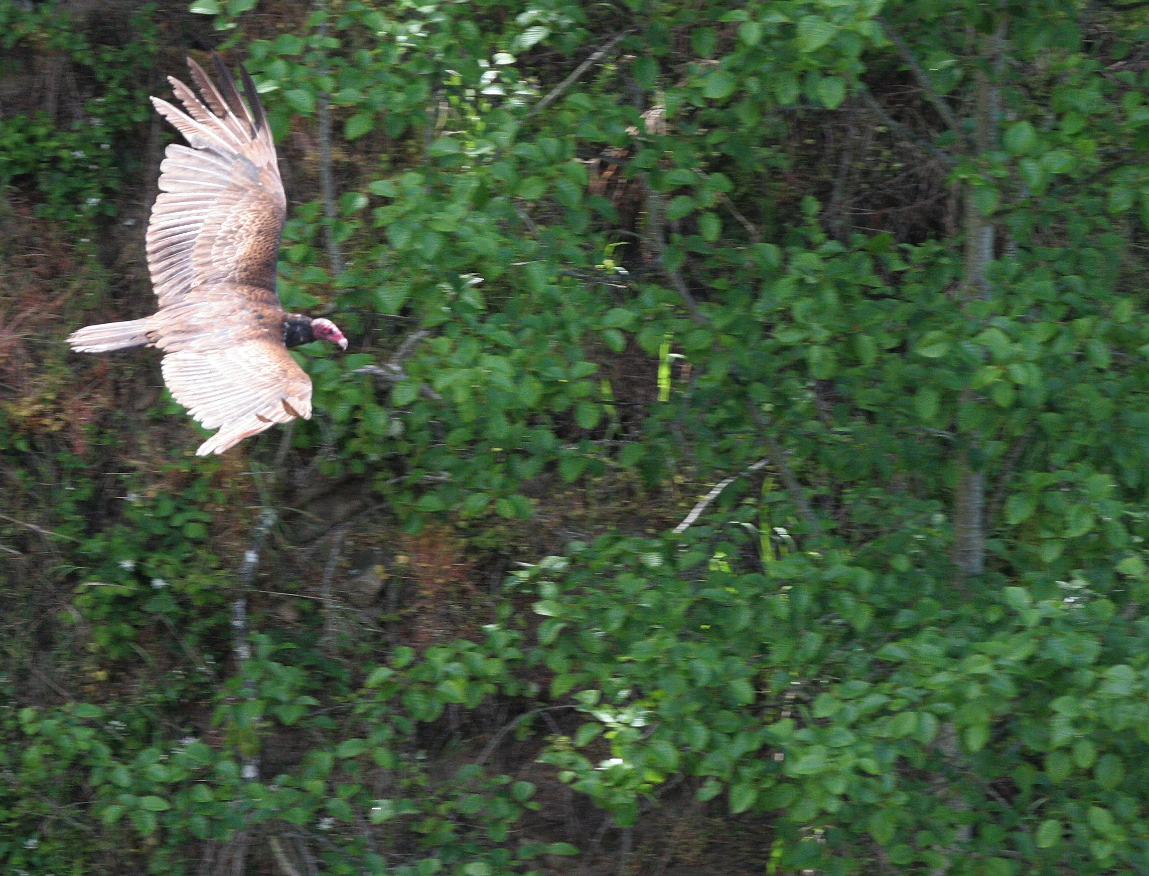BIRD - VULTURE - TURKEY VULTURE - LAKE FARM BLUFFS WASHINGTON (4).JPG