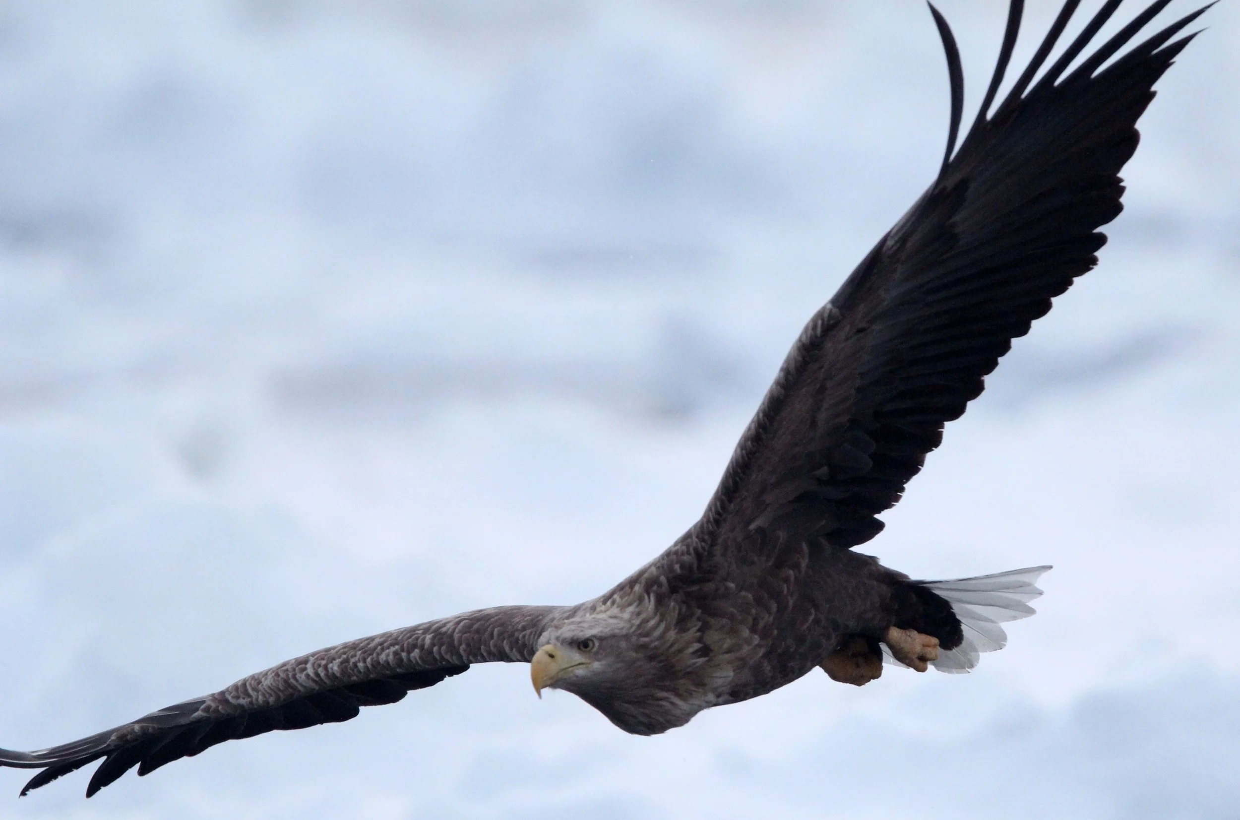 Haliaeetus albicilla - WHITE-TAILED EAGLE - RAUSU, SHIRETOKO PENINSULA, HOKKAIDO JAPAN (344).JPG