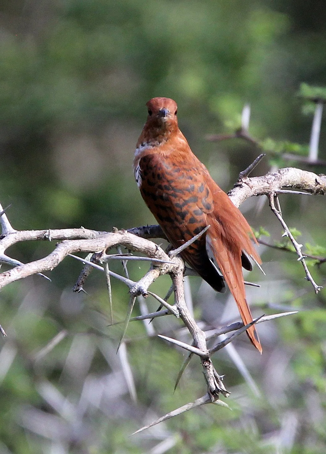 Gray-bellied Cuckoo (Cacomantis passerinus) Yala NP Sri Lanka (2).JPG