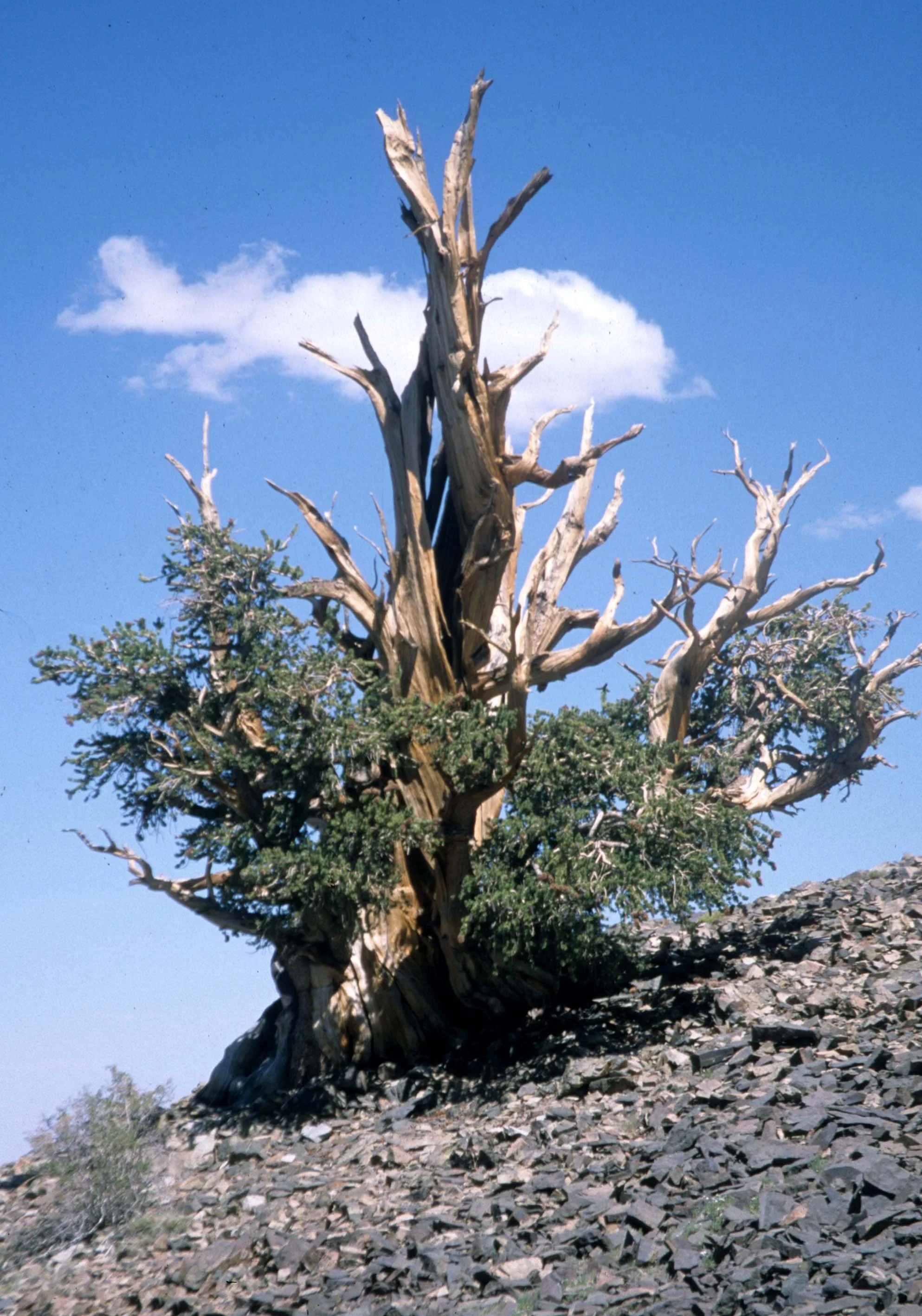 CALIFORNIA - SIERRA - JUNIPERUS SPECIES - SIERRA JUNIPER A.jpg