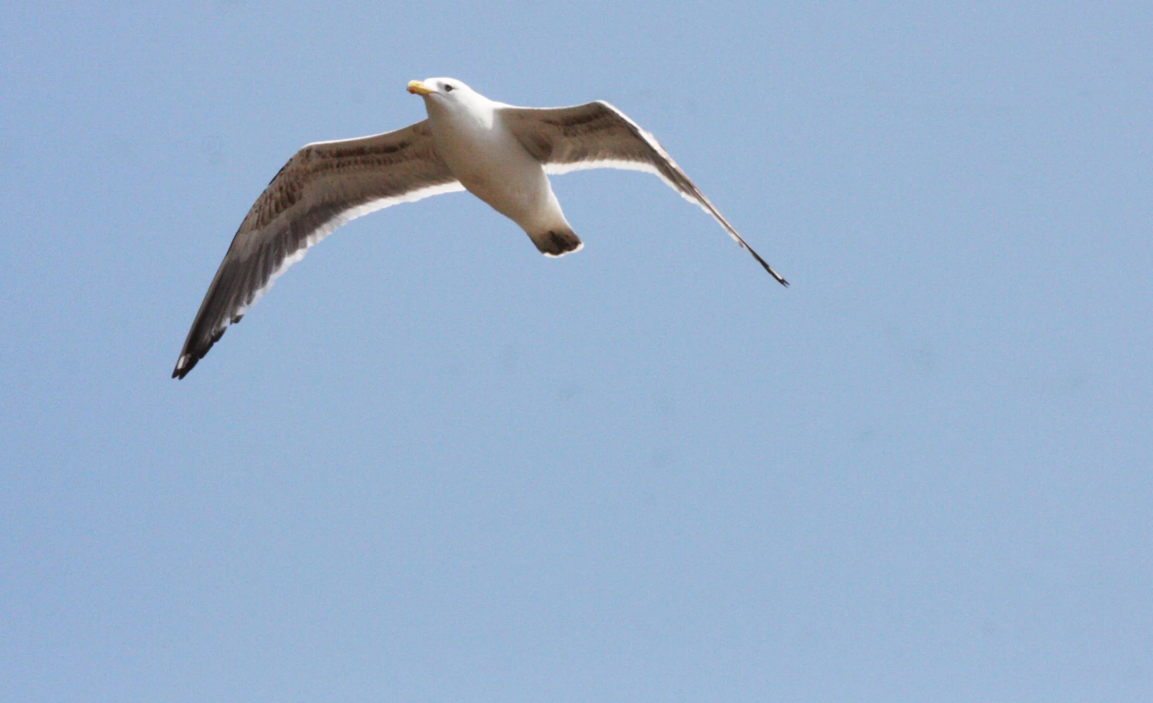 BIRD - GULL - SLATY-BACKED GULL - IMMATURE - MUTSU HARBOR JAPAN (4).JPG