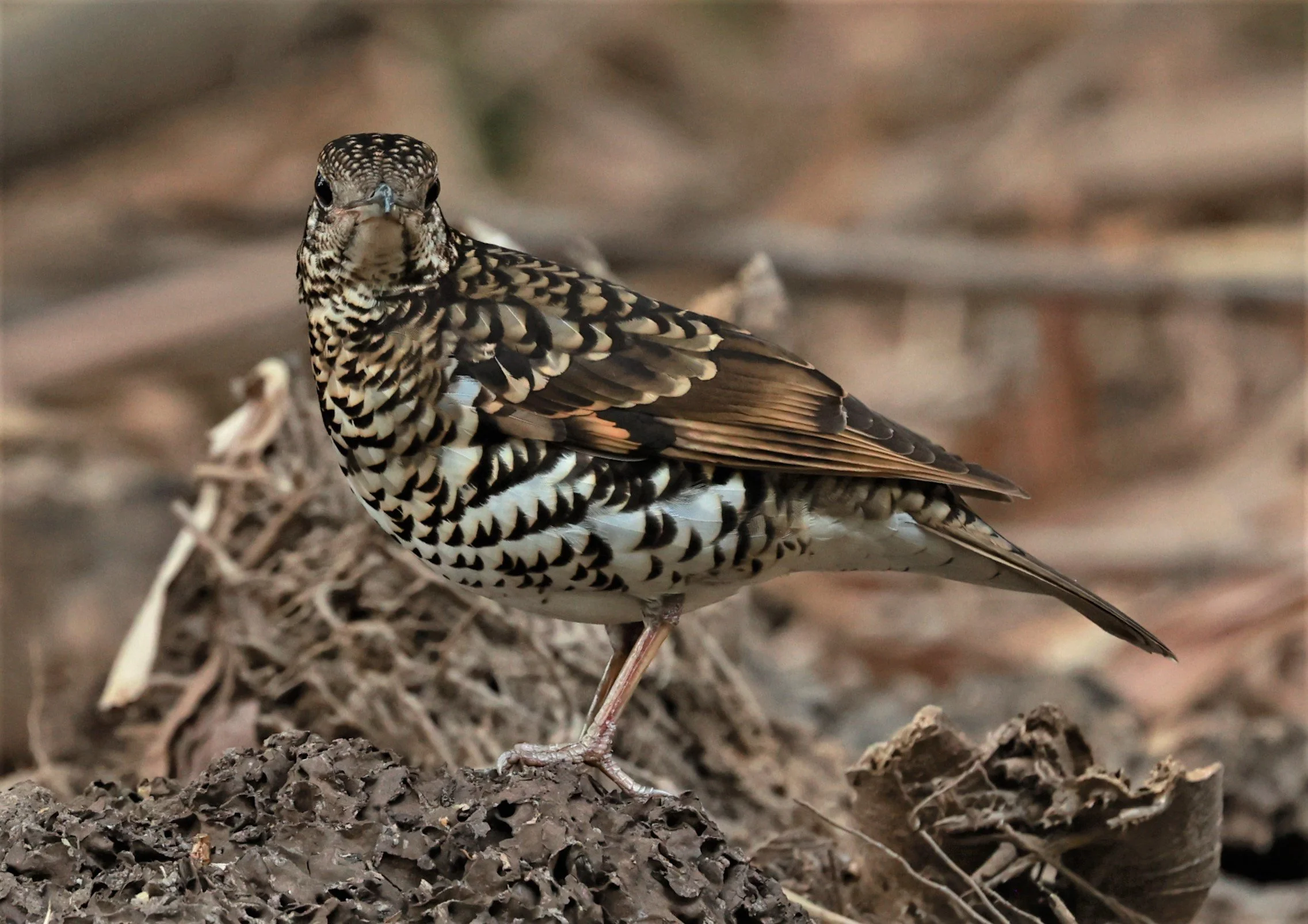 White's Thrush (Zoothera aurea) Putthamonthon Park Nakhon Pathom Thailand (104).jpg