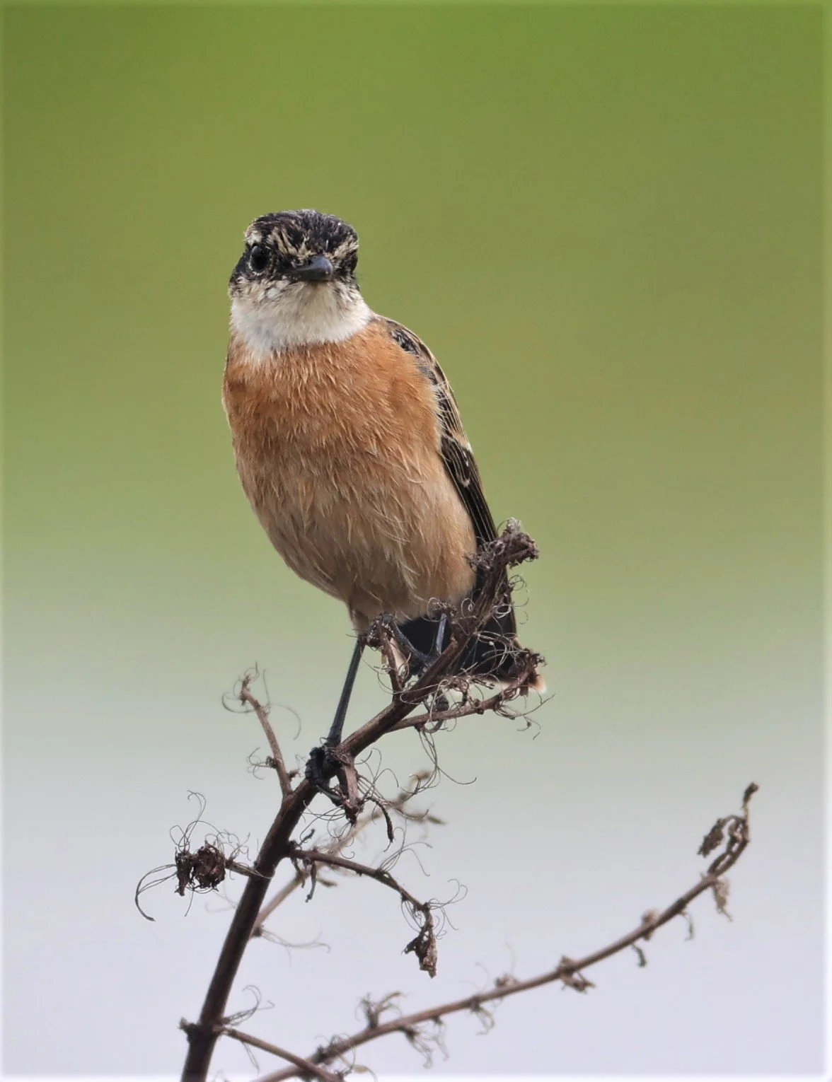 STONECHAT - AMUR (STEJNEGER'S) STONECHAT - Saxicola stejnegeri - PATHUM THANI RICE RESEARCH CENTER 06 NOV 2021 (12).jpg
