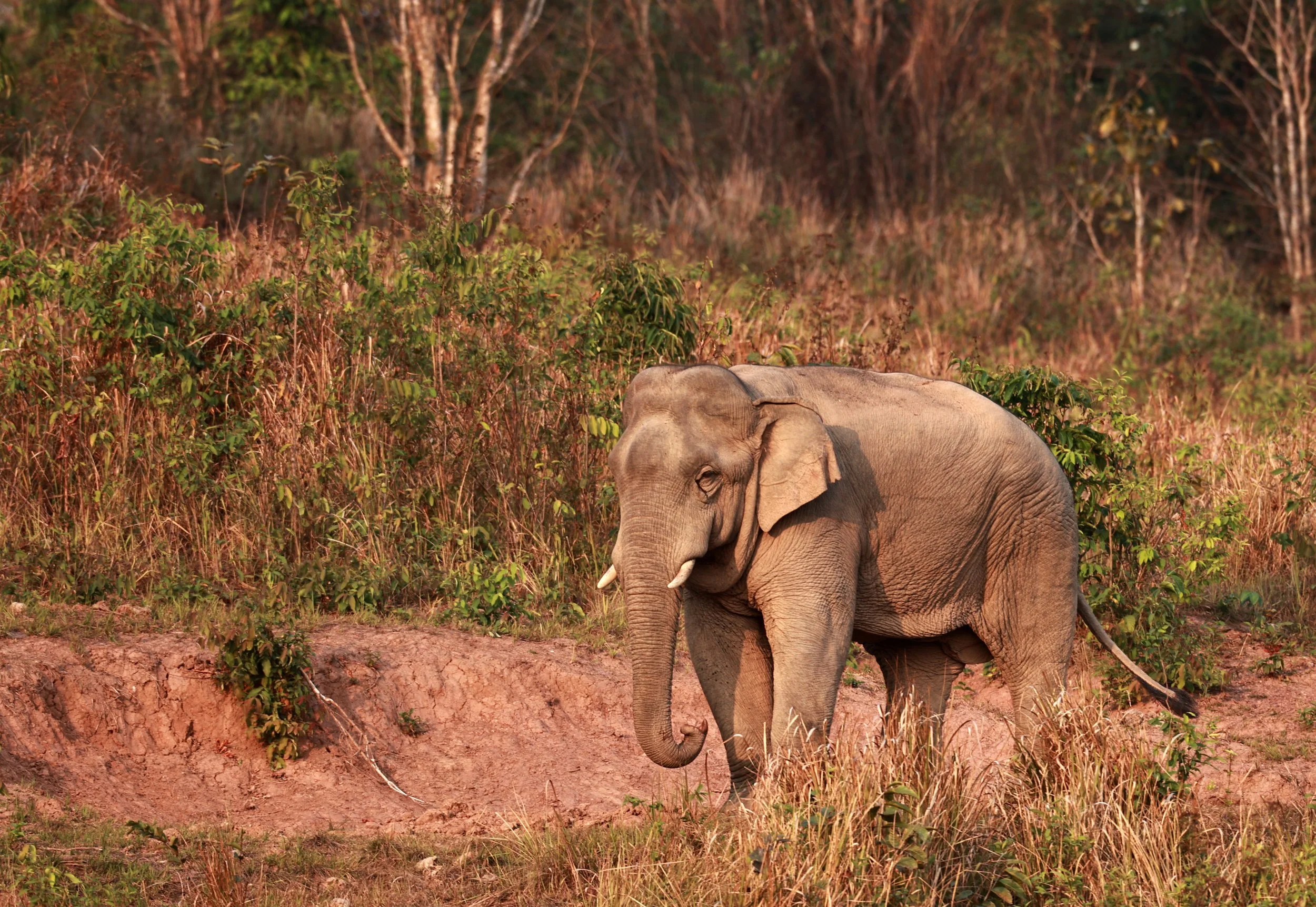 Asian Elephant (Elephas maximus) Khao Yai National Park, Thailand (13).jpg