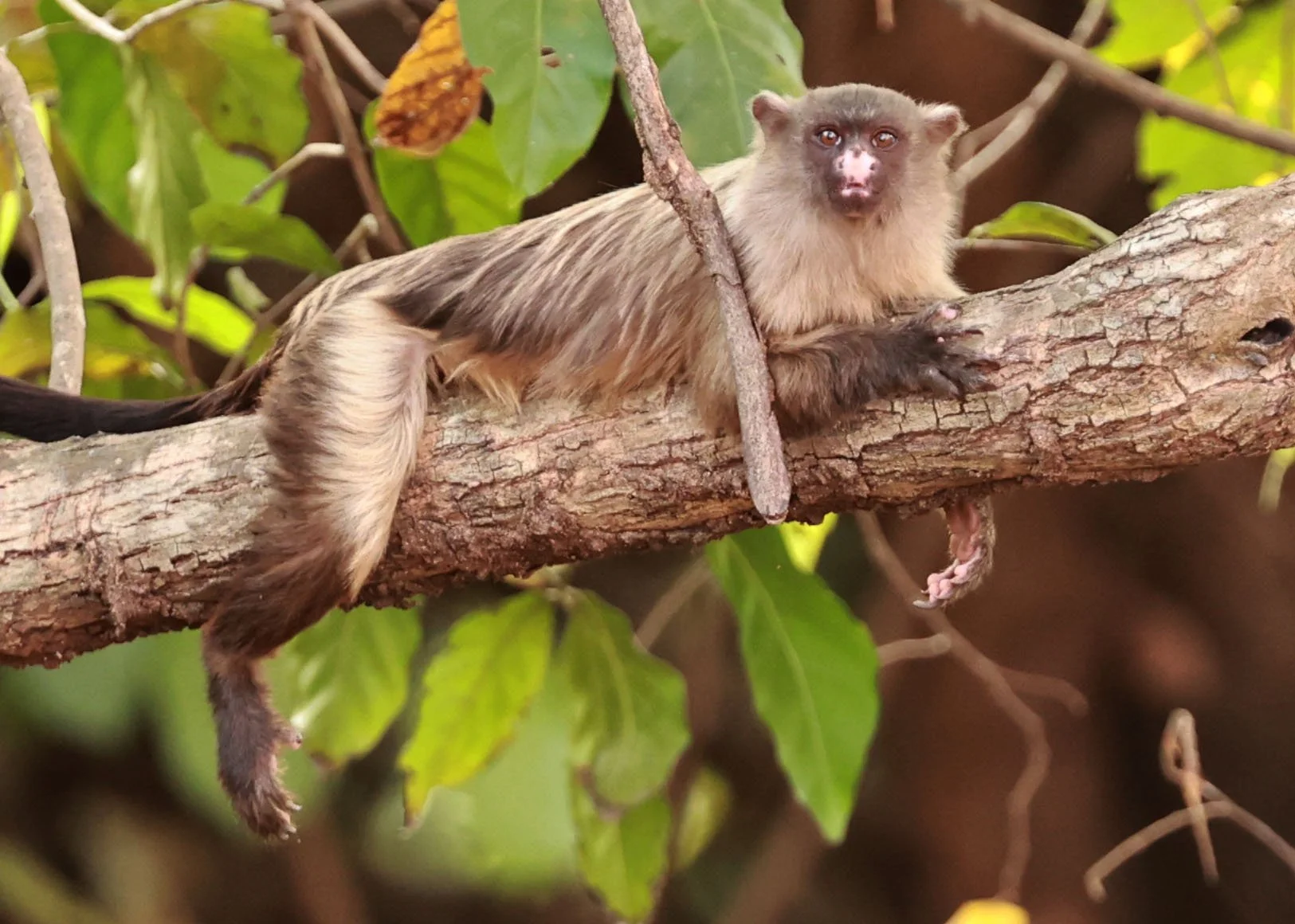Callitrichidae - Mico melanurus - Black-tailed Marmoset - Cuiaba Town, Mato Grosso, Brazil (20).jpg