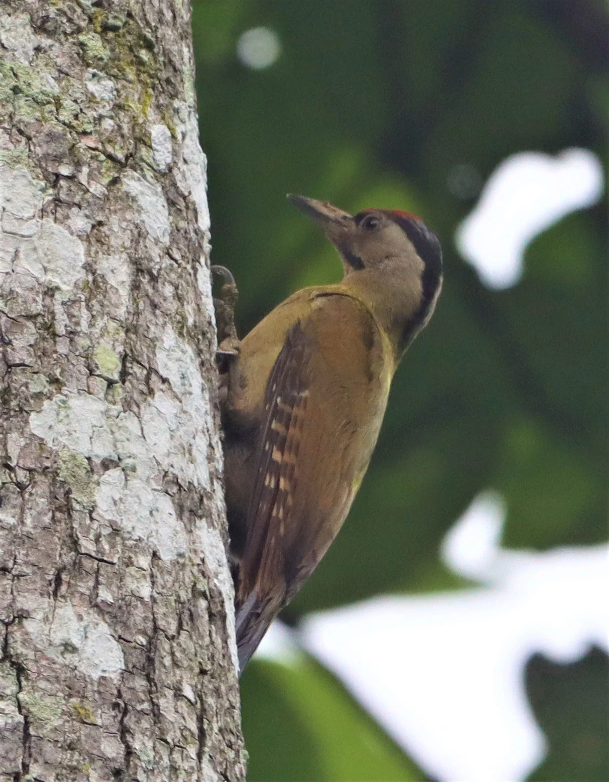 WOODPECKER - BLACK-NAPED WOODPECKER - Picus guerini - KAENG KRACHAN NATIONAL PARK (14).jpg