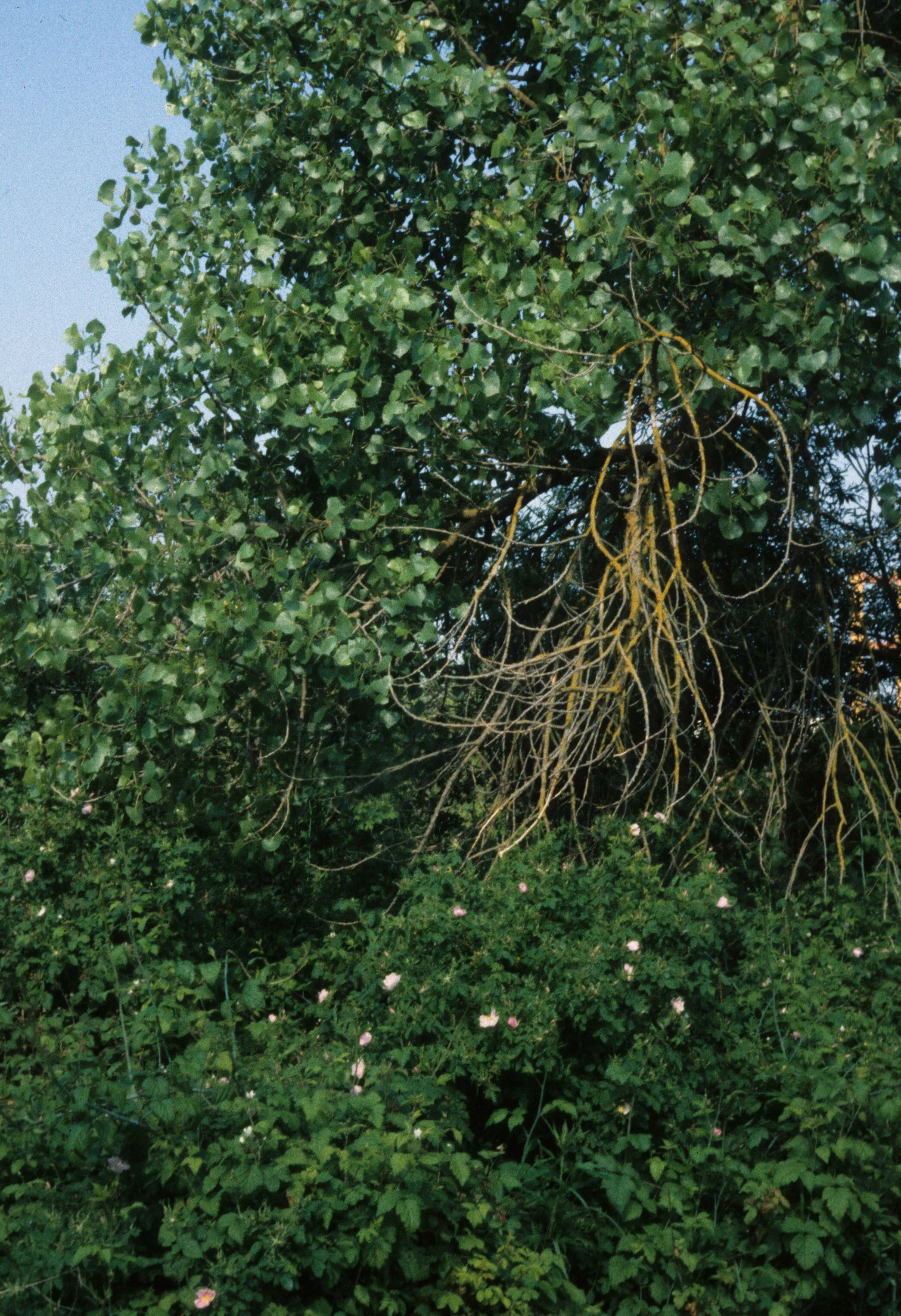 AMERICAN RIVER - POPULUS FREMONTII - FREMONT COTTONWOOD B.jpg