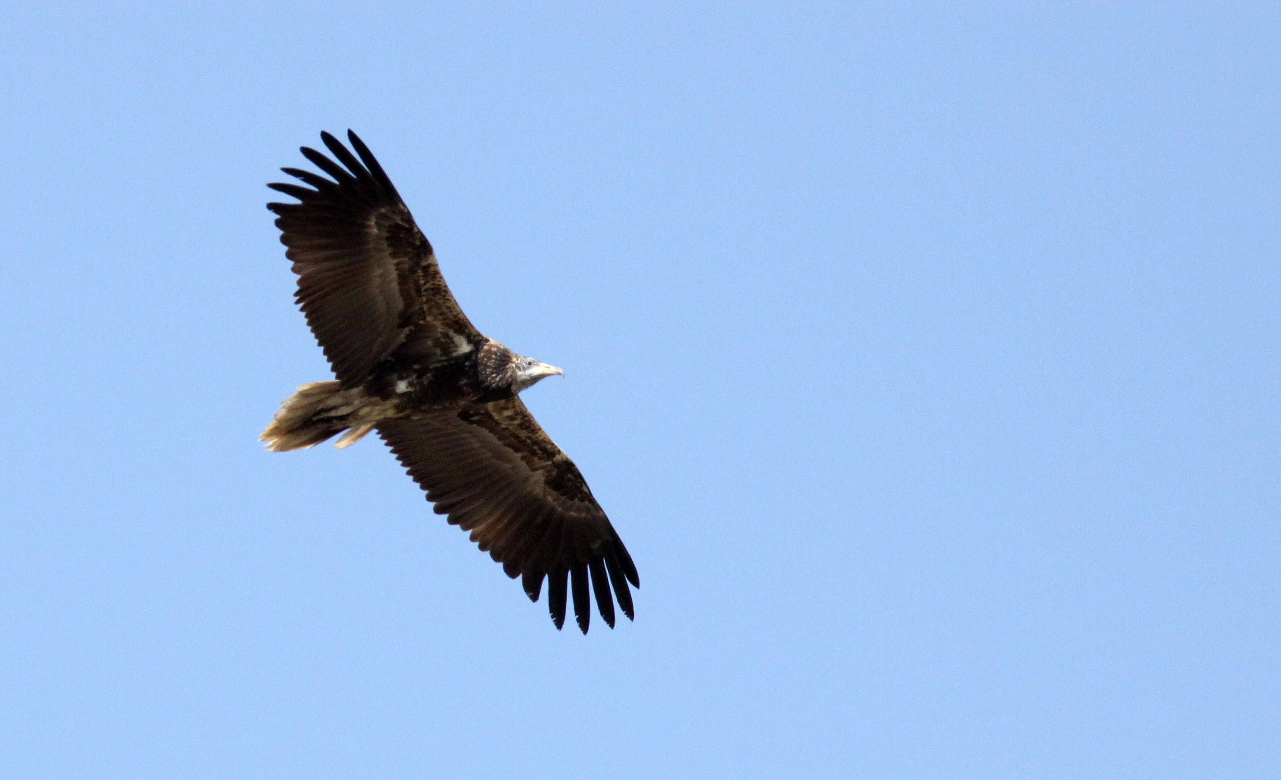 Gyps fulvus - GRIFFON (EUROPEAN GRIFFON) VULTURE - NEAR AHMEDABAD GUJARAT INDIA (14).JPG