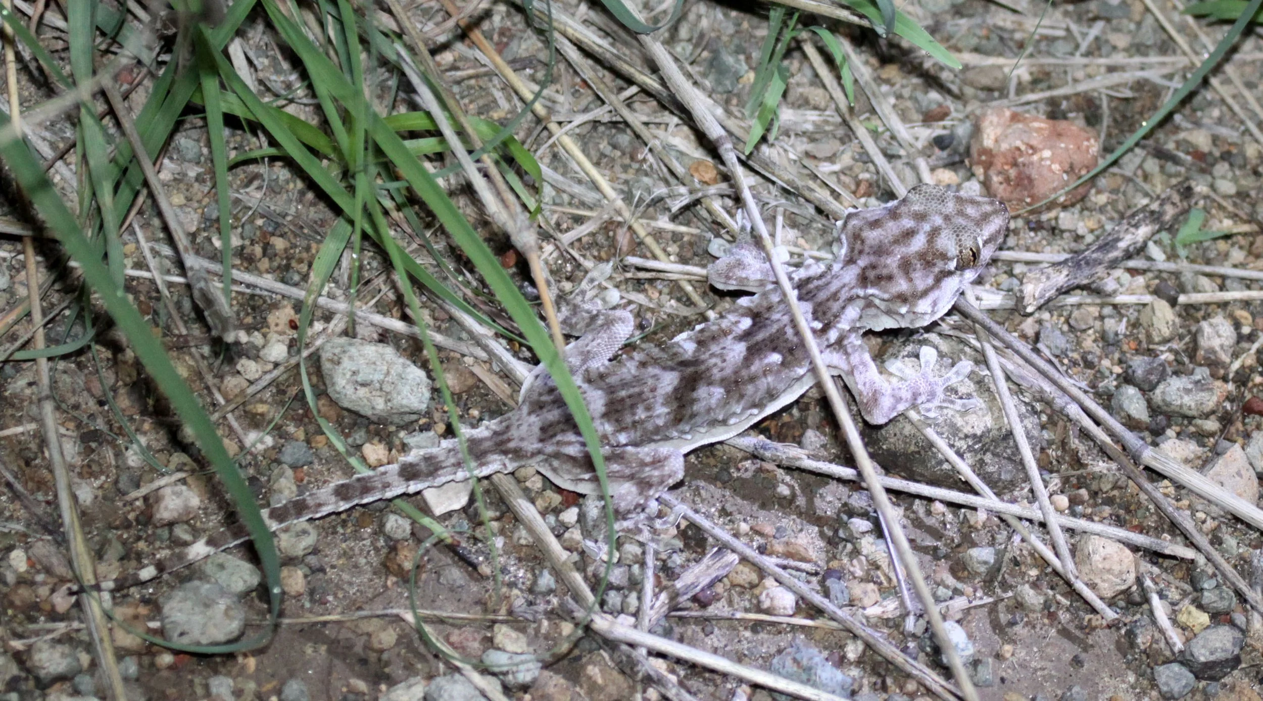 Tarentola annularis - WHITE SPOTTED (AWASH) GECKO - AWASH NATIONAL PARK ETHIOPIA  (10).JPG