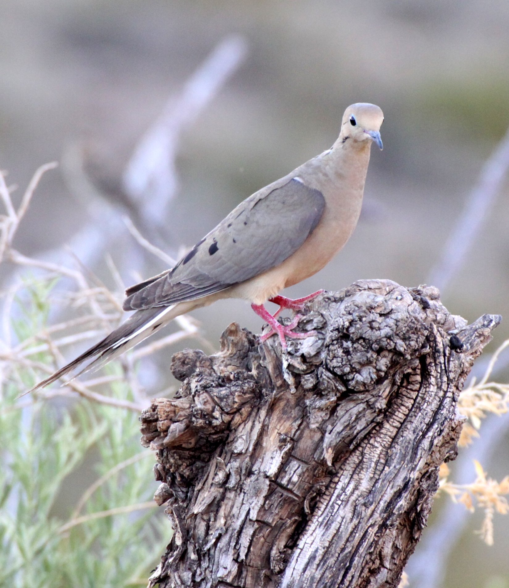BIRD - DOVE - MOURNING DOVE - FRANKLIN MOUNTAIN STATE PARK TEXAS - TOM MAYS UNIT.JPG