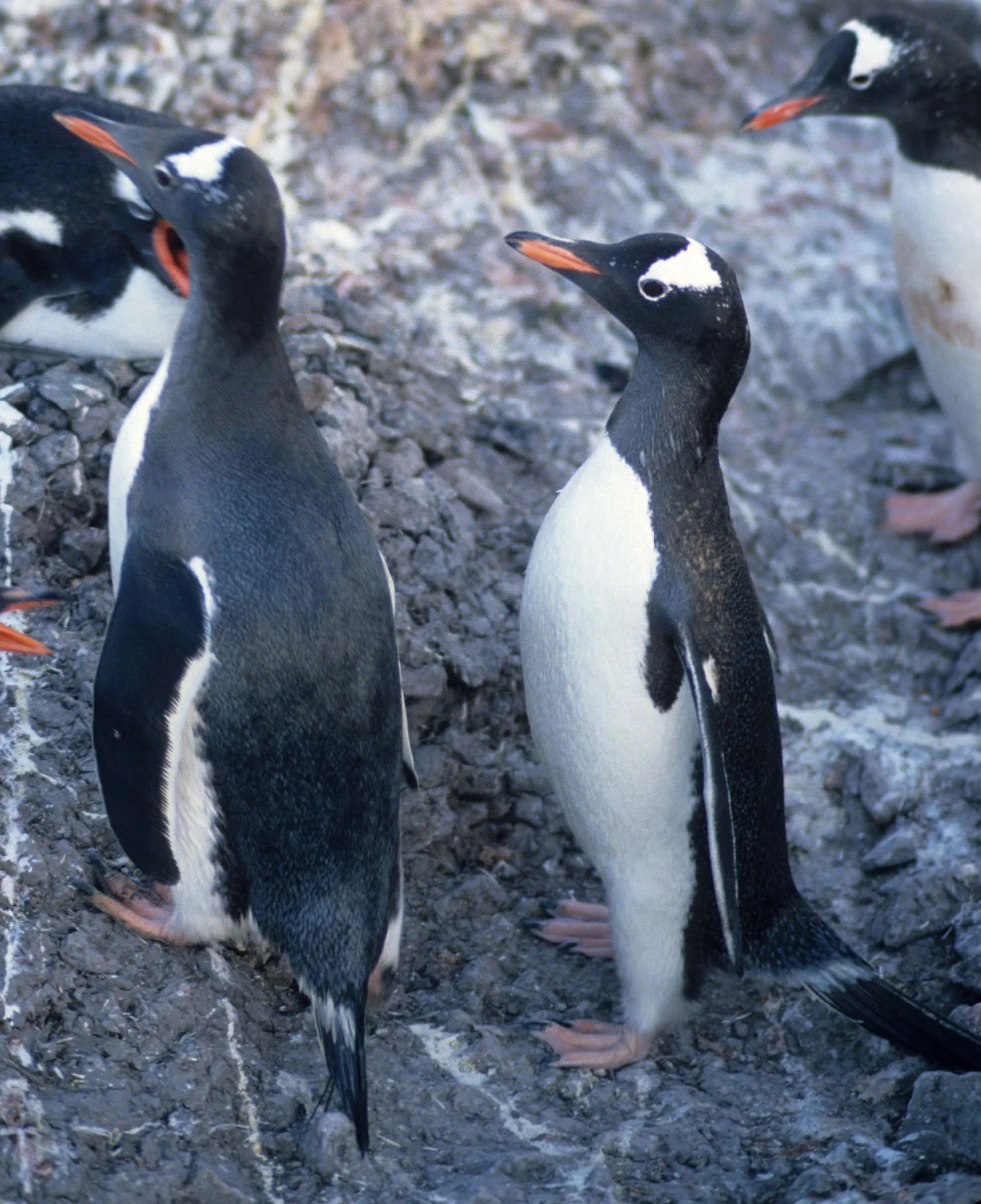 Gentoo Penguin (Pygoscelis papua) Danco Island Antarctic Peninsula (32).jpg