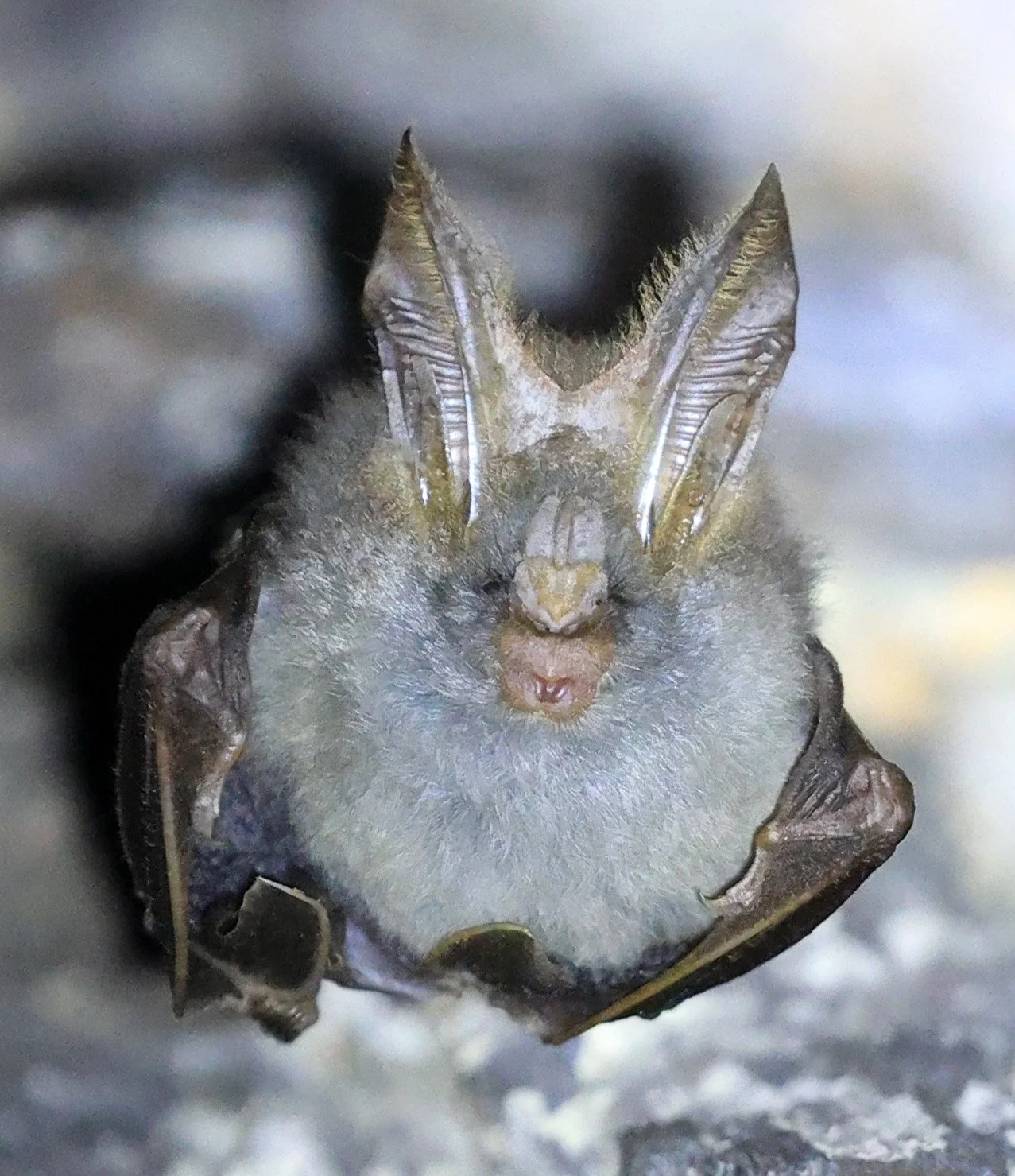 Lesser false vampire bat (Megaderma spasma) Khao Yai National Park Feb 2026 Day 3 (20).jpg