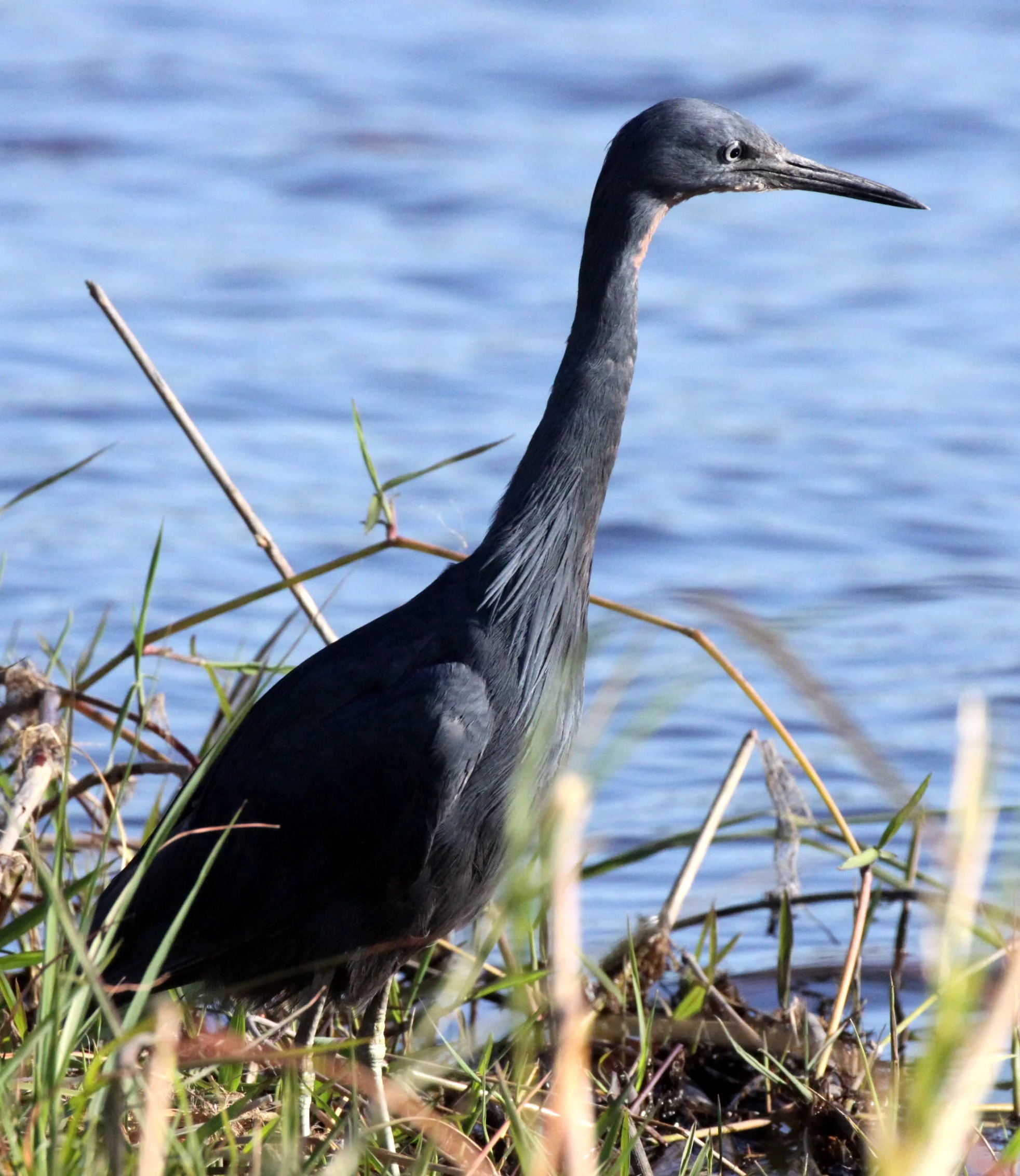 HERON - BLACK HERON (EGRET) - Egretta ardesiaca - CHOBE NATIONAL PARK BOTSWANA (3).JPG