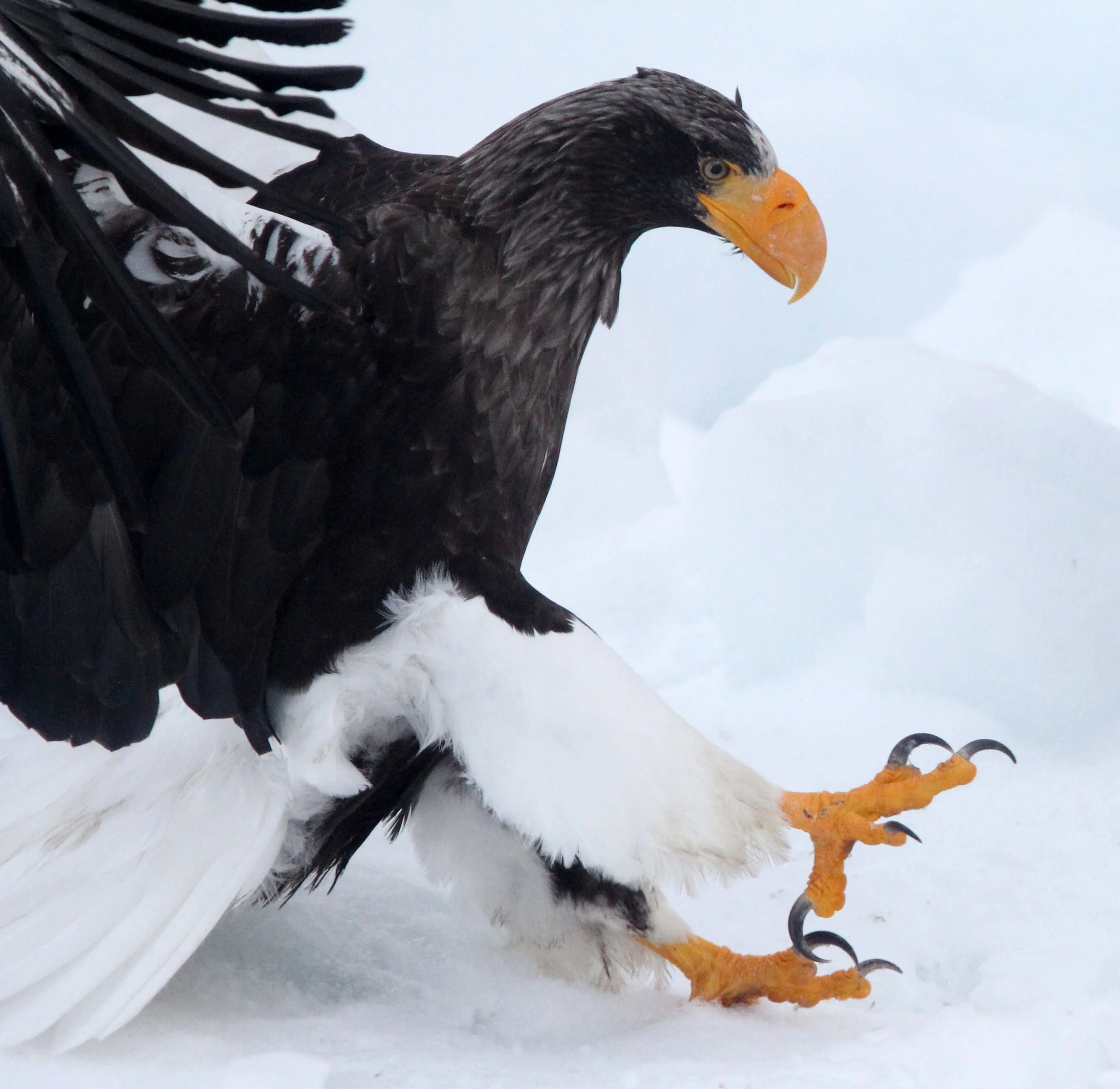 Haliaeetus pelagicus - STELLER'S SEA EAGLE - RAUSU, SHIRETOKO PENINSULA, HOKKAIDO JAPAN (11).JPG