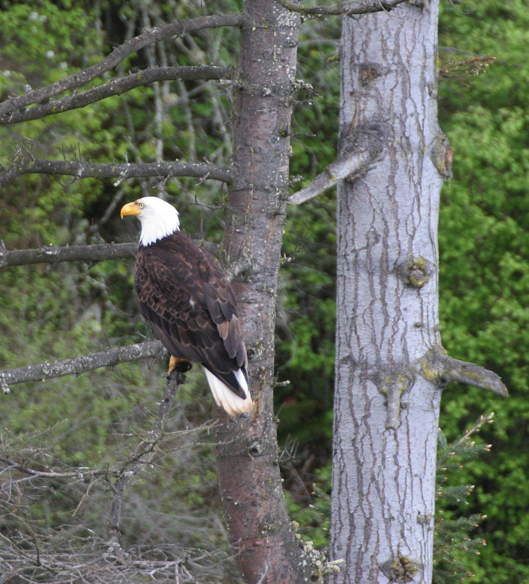 Haliaeetus leucocephalus - AMERICAN BALD EAGLE - LAKE FARM BLUFFS WASHINGTON (278).JPG