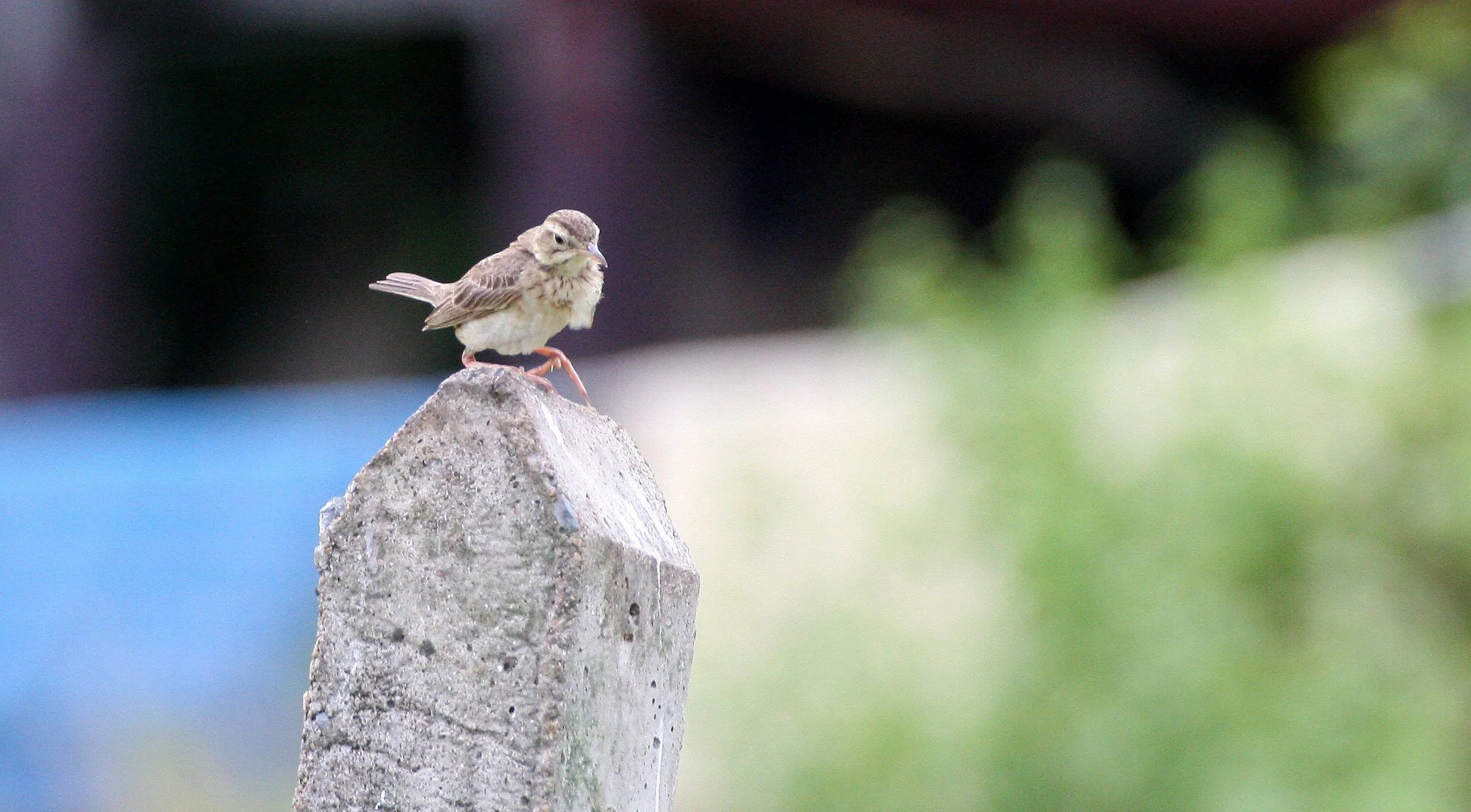 Paddyfield Pipit (Anthus rufulus) NAKHON SI THAMMARAT Thailand (8).JPG