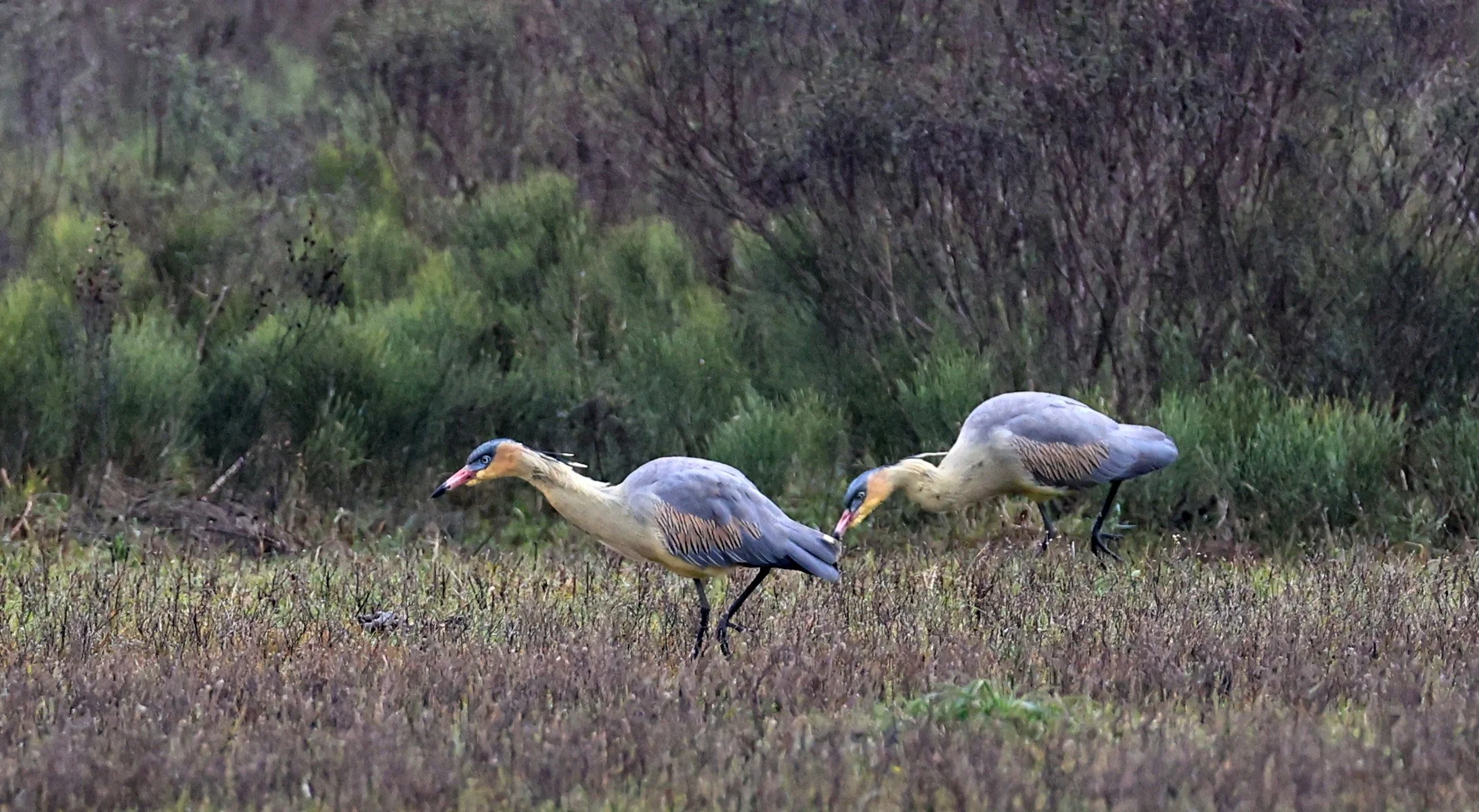 Whistling Heron (Syrigma sibilatrix) El Palmar NP Argentina