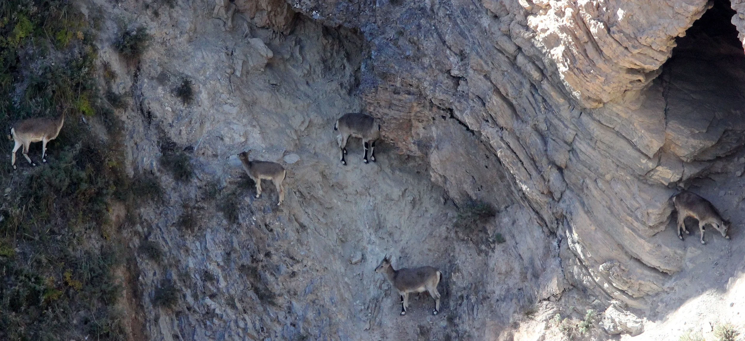 BOVID - BLUE SHEEP - XINGHAI CANYON NEAR SAI ZONG GOMPA QINGHAI CHINA (46).JPG
