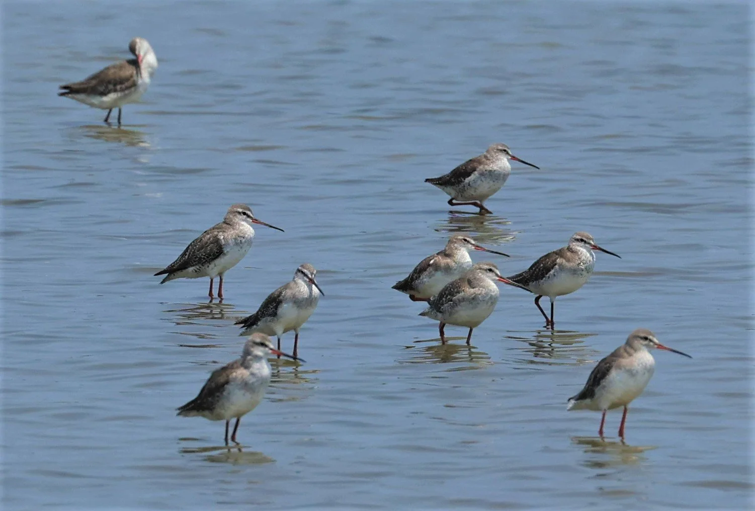 REDSHANK - SPOTTED REDSHANK - Tringa erythropus - LAEM PAK BIA MARCH 2022 (8).jpg