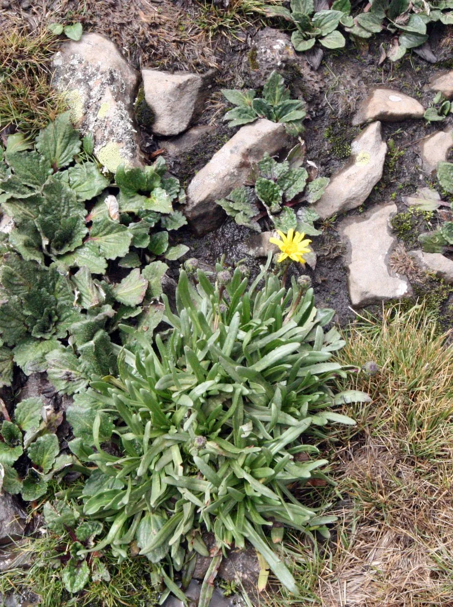 BALE MOUNTAINS NATIONAL PARK - SANETTI PLATEAU (45).JPG