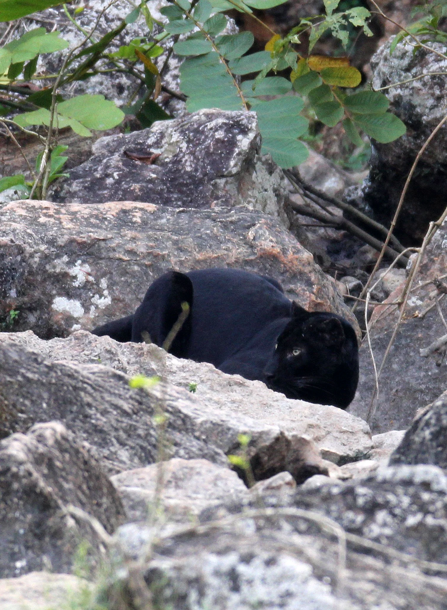 Panthera pardus delacouri - INDOCHINESE LEOPARD - MELANISTIC FORM - HUAI KHA KHAENG - KAPOK KAPIEN STATION & MINERAL LICK - THAI (265).JPG