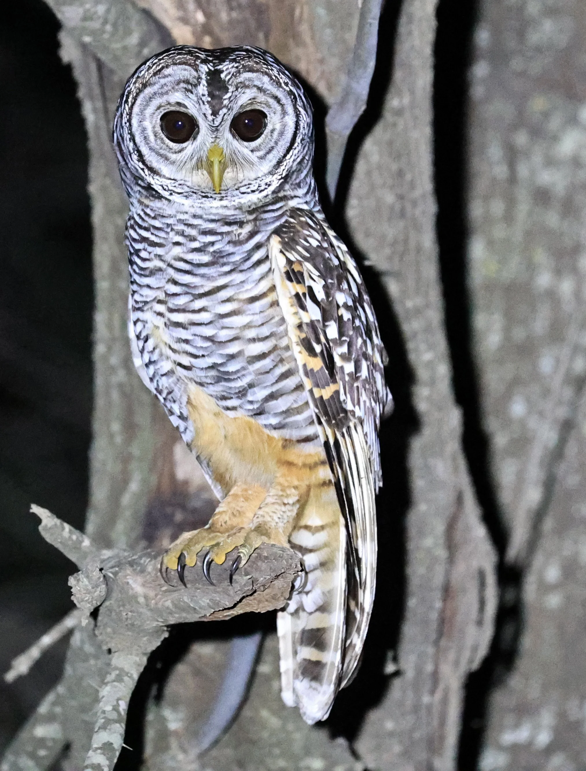 Chaco Owl (Strix chacoensis)