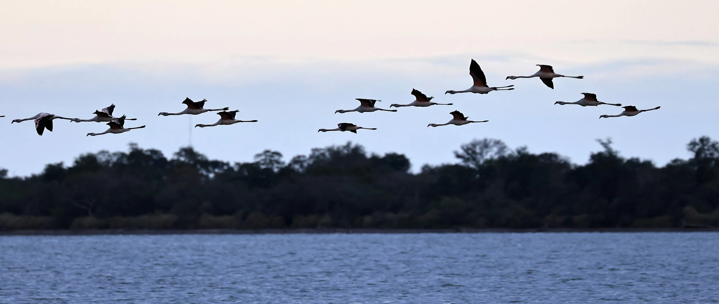 Chilean Flamingo (Phoenicopterus chilensis) Chaco Lodge & Laguna Salada Paraguay (110).jpg