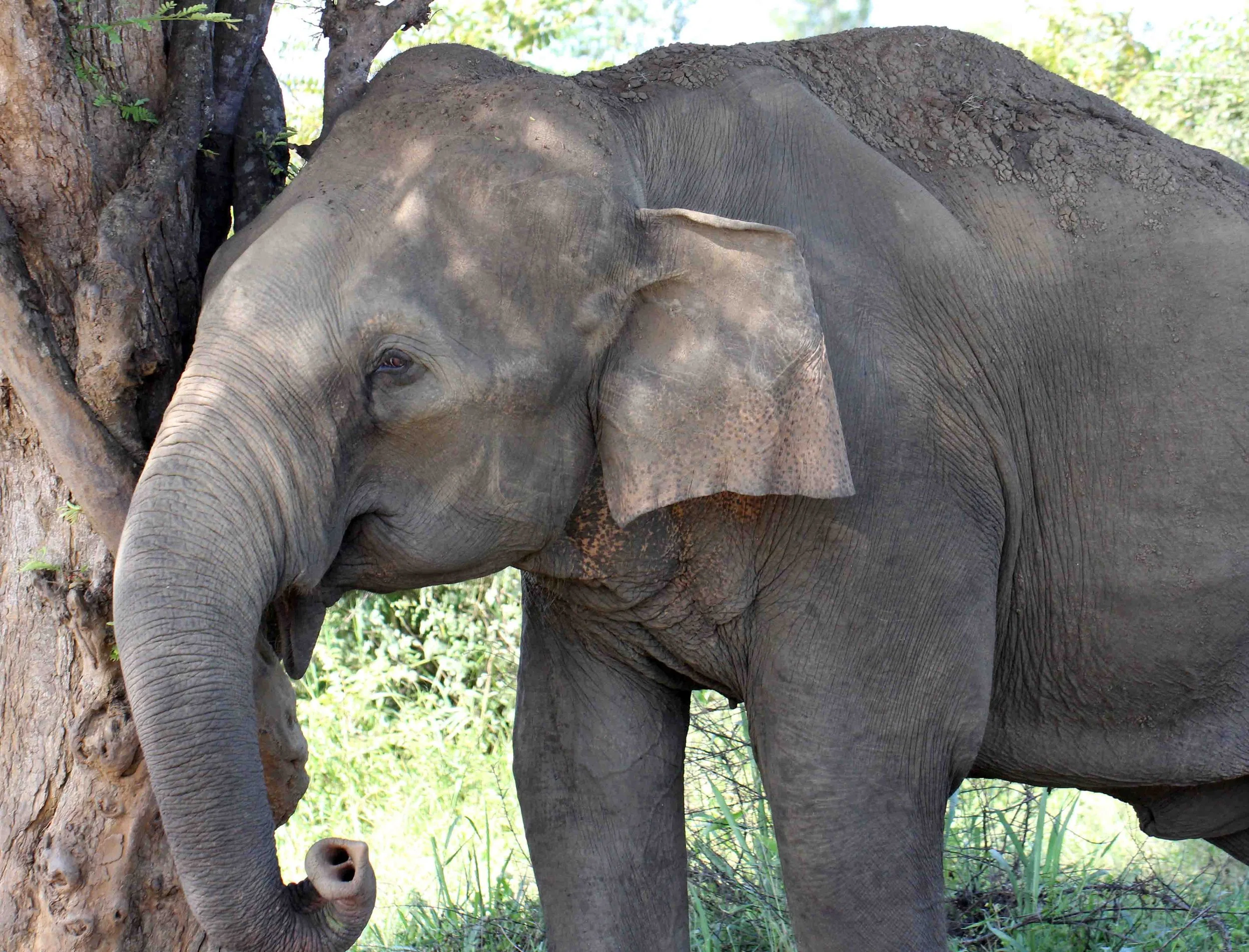 ELEPHANT - SRI LANKA ASIAN ELEPHANT - UDAWALAWA NATIONAL PARK SRI LANKA - PHOTO BY SOM SMITH (15).JPG