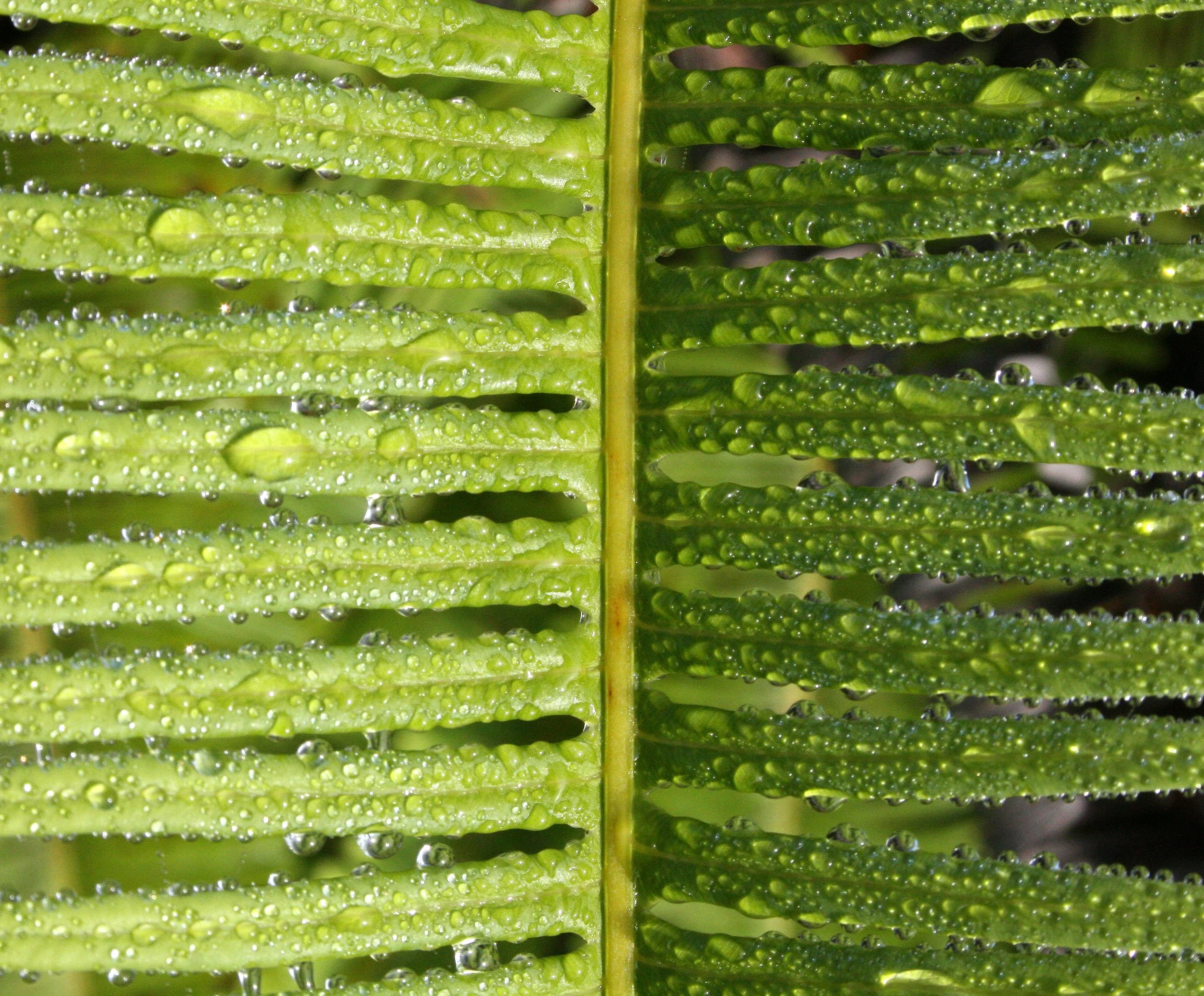 KRUNG CHIN NP - PTERIDOPHYTA.JPG