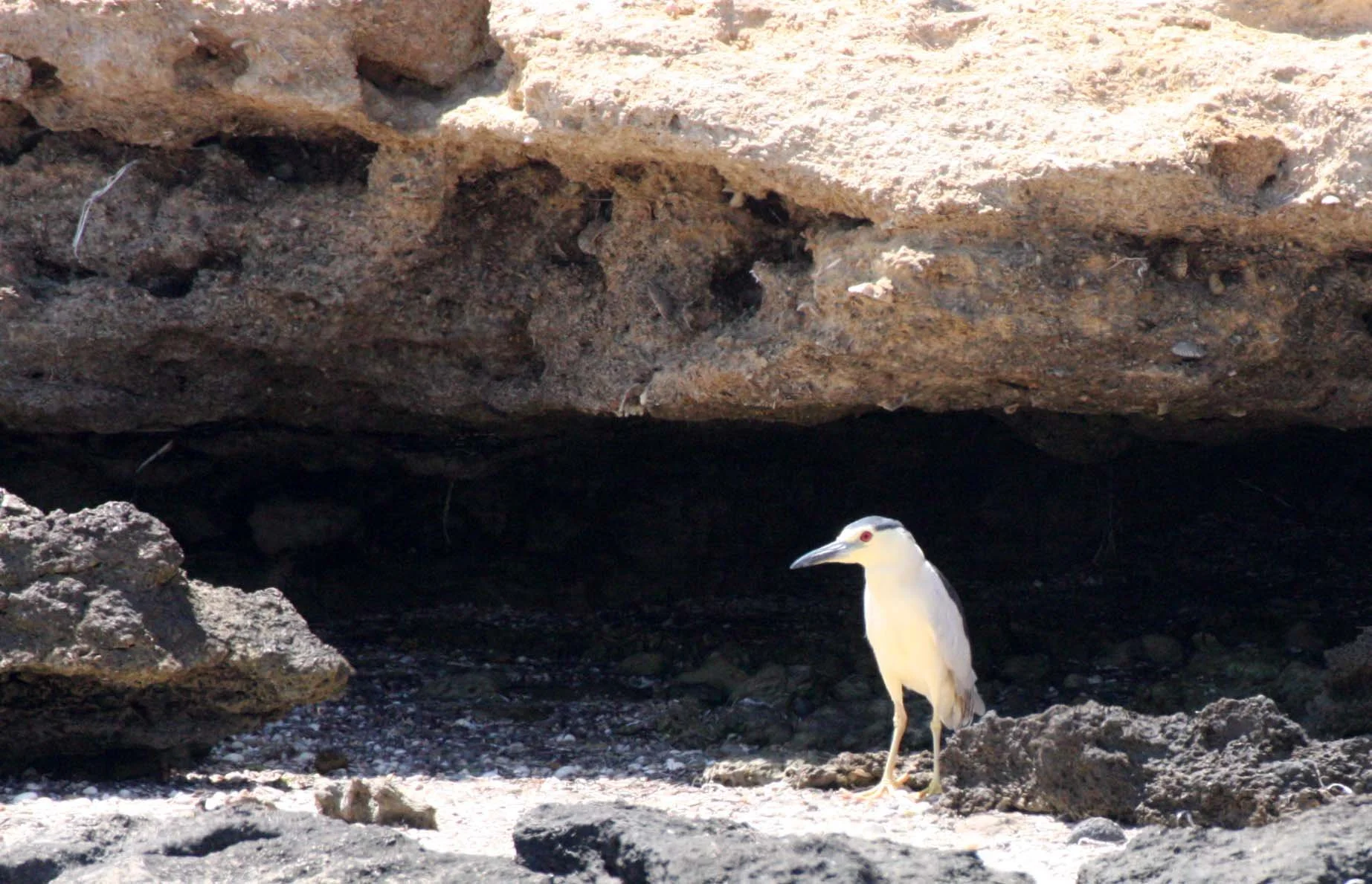 HERON - BLACK-CROWNED NIGHT HERON - Nycticorax nycticorax - SAN IGNACIO LAGOON BAJA MEXICO (5).JPG