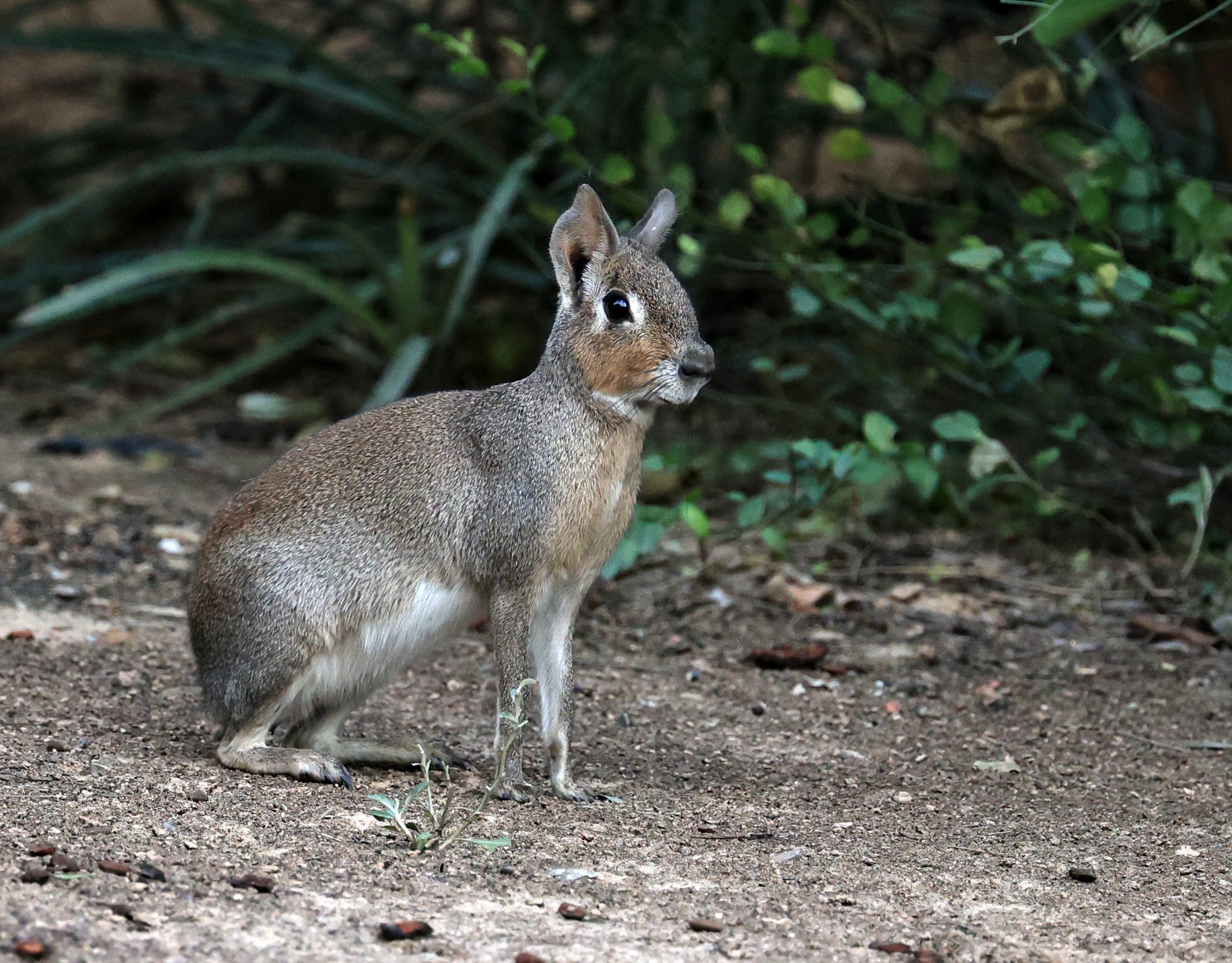 Chacoan Mara (Dolichotis salinicola) Hotel Campestre Iparoma Paraguay (34).jpg