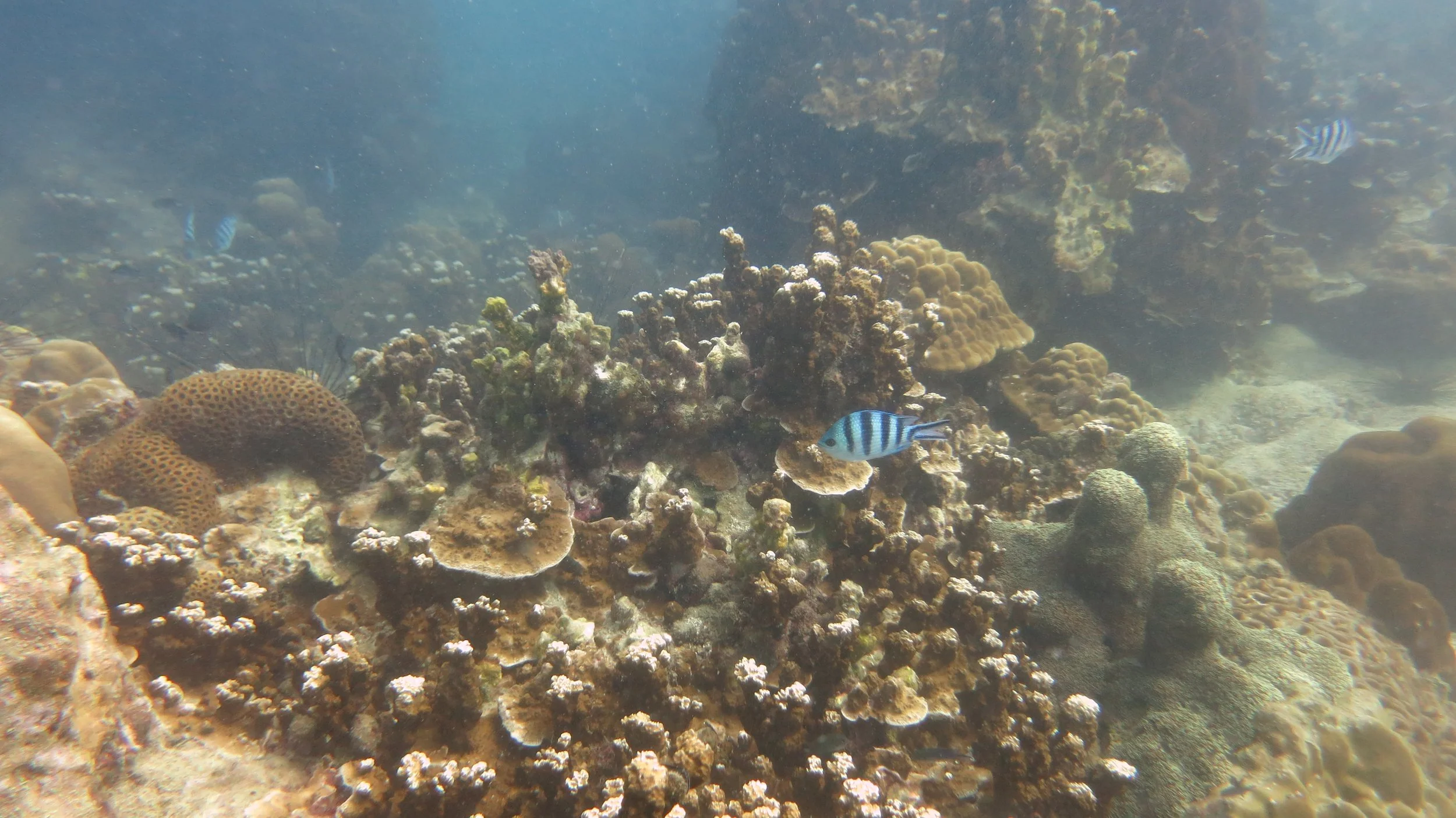 2016 BPS Satthahip Dive Trip with Marine Conservation Club (74).JPG