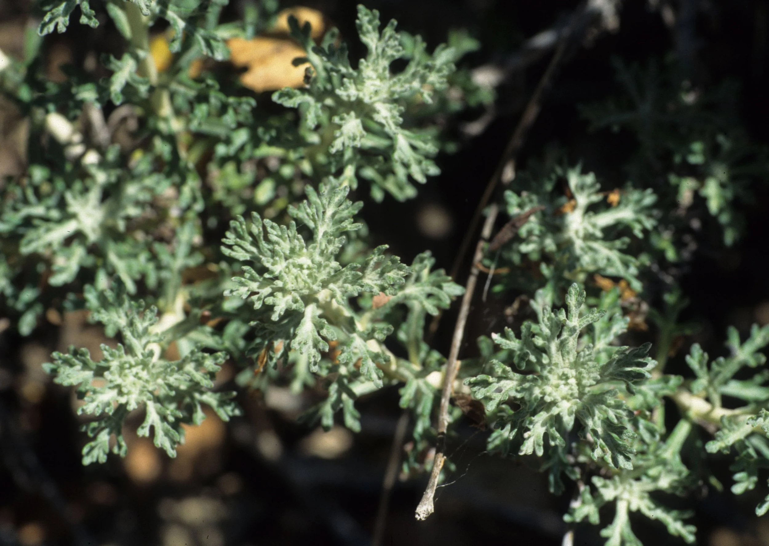 CALIFORNIA - BIG SUR - ARTEMISIA SPECIES.jpg