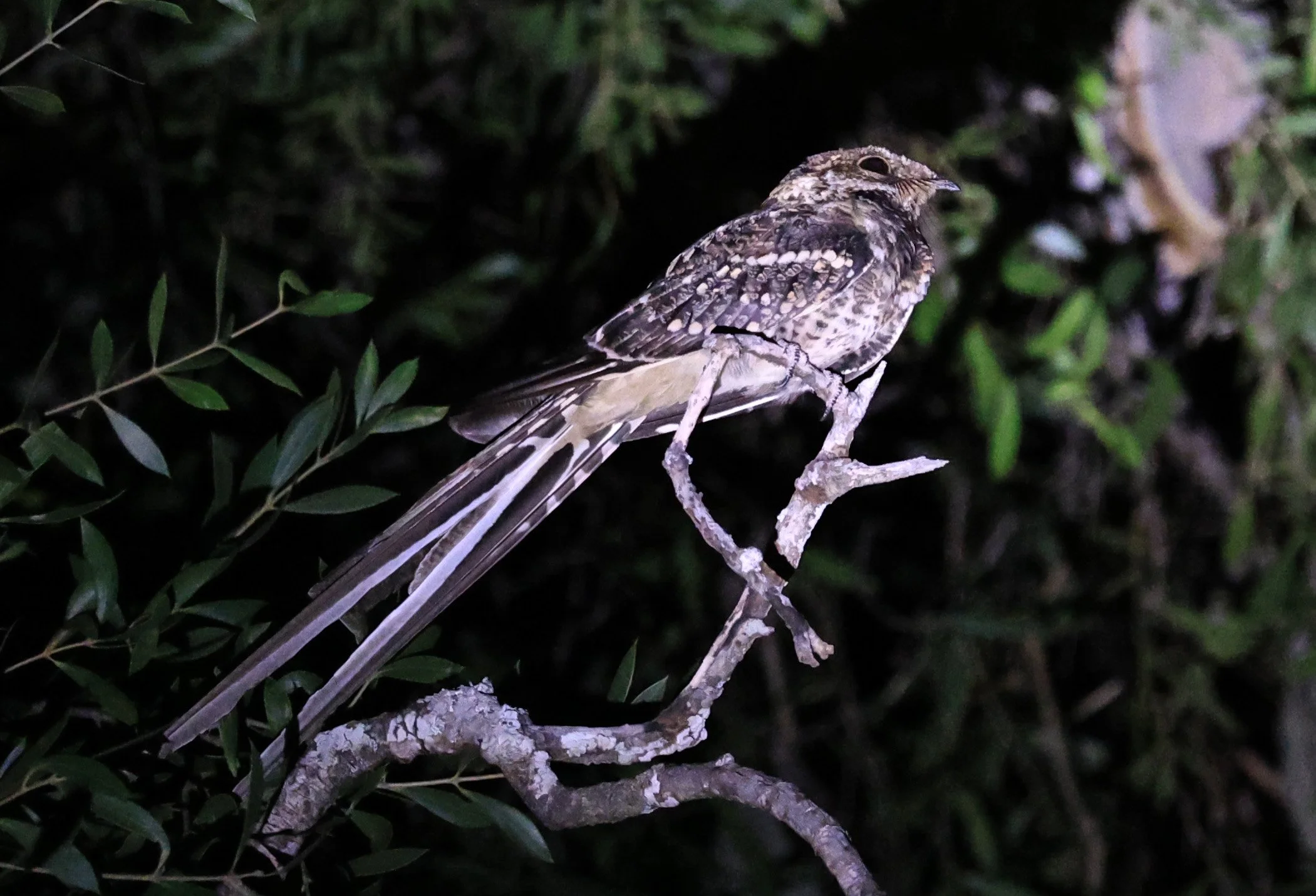 Scissor-tailed Nightjar (Hydropsalis torquata) Agua Dulce Paraguay (12).jpg