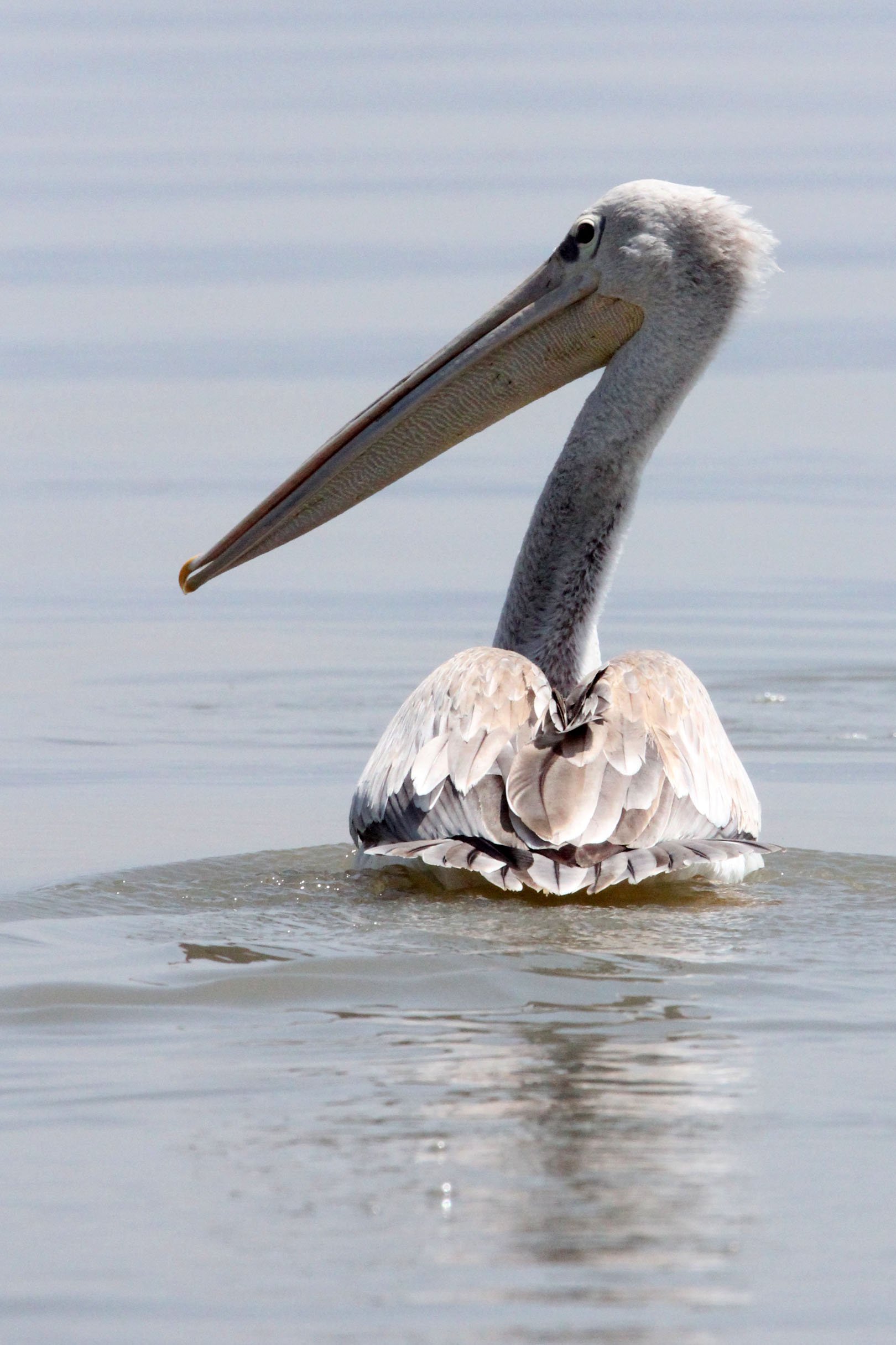 Pelecanus rufescens - PINK-BACKED PELICAN - NECH SAR NATIONAL PARK ETHIOPIA (4).JPG