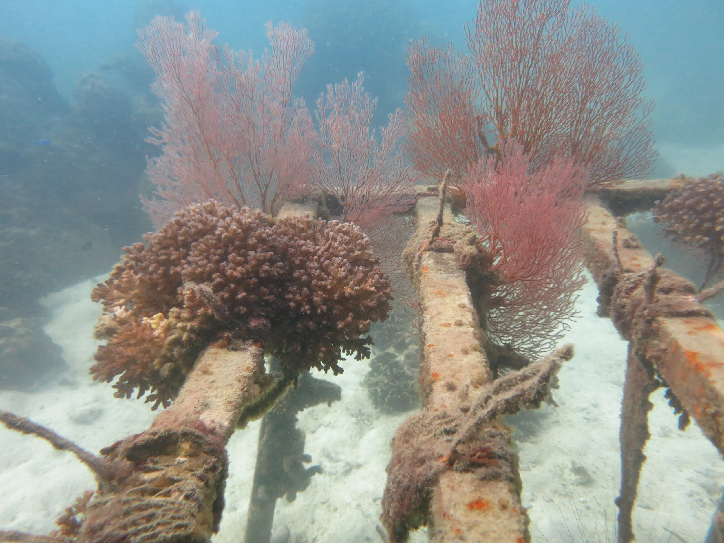 2016 BPS Satthahip Dive Trip with Marine Conservation Club (16).JPG