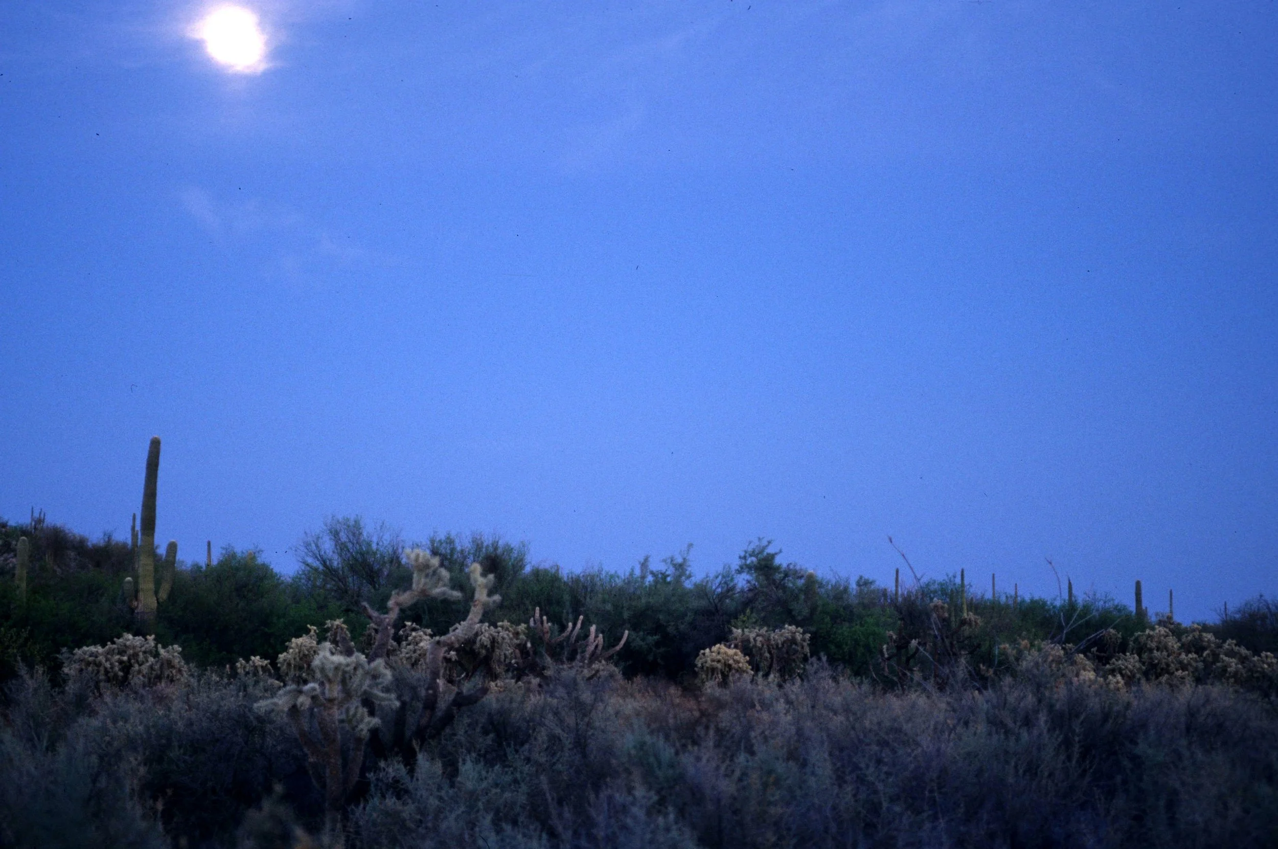 ORGAN PIPE CACTUS NP - CACTACEAE WOODLAND IN MOON RISE.jpg