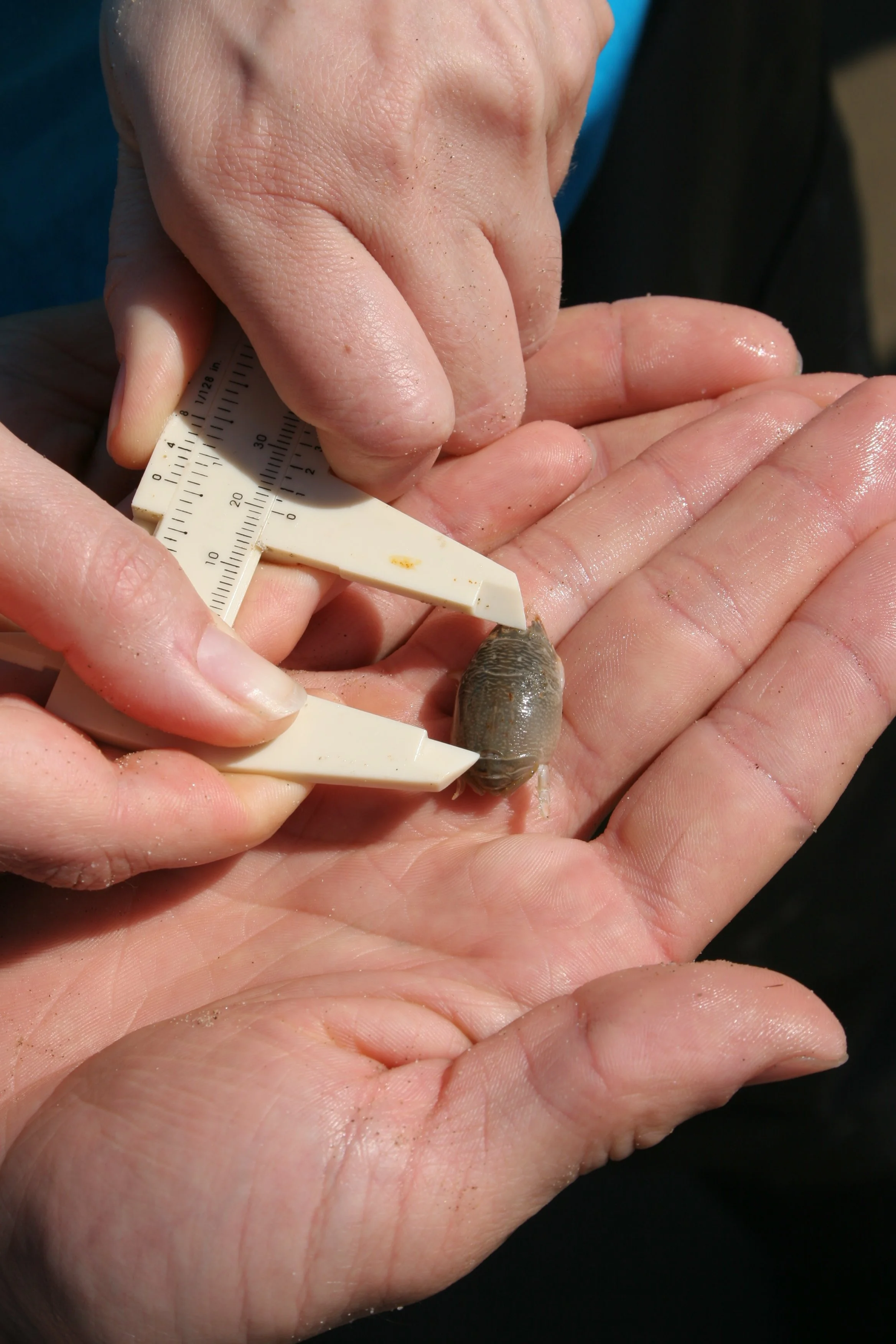 CALIFORNIA - CHANNEL ISLANDS NP - ANACAPA ISLAND - LIMPETS RESEARCH TRIP WITH GREG (9).jpg