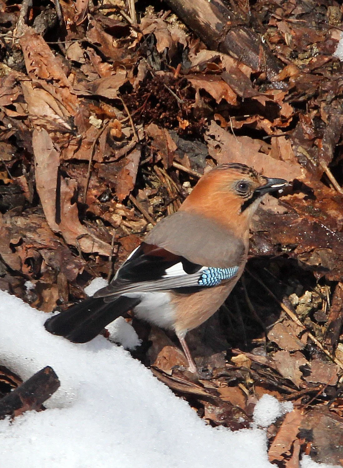 BIRD - JAY - EURASIAN JAY - YOROUSHI ONSEN, DAIICHI SPA, HOKKAIDO JAPAN (2).JPG