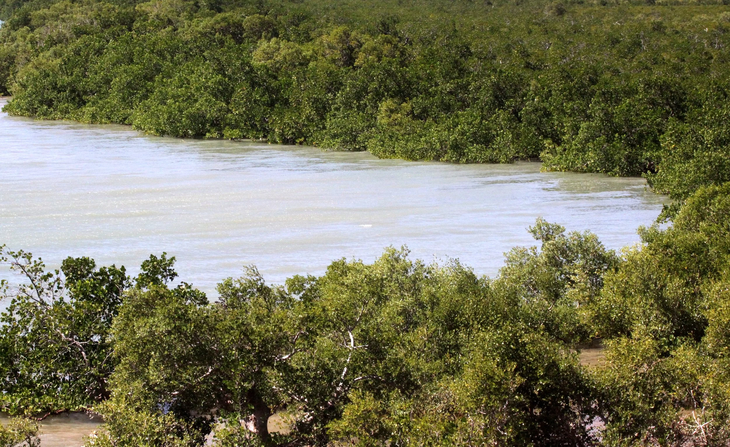 DIEGO SUAREZ MADAGASCAR - MANGROVE COMMUNITY.JPG