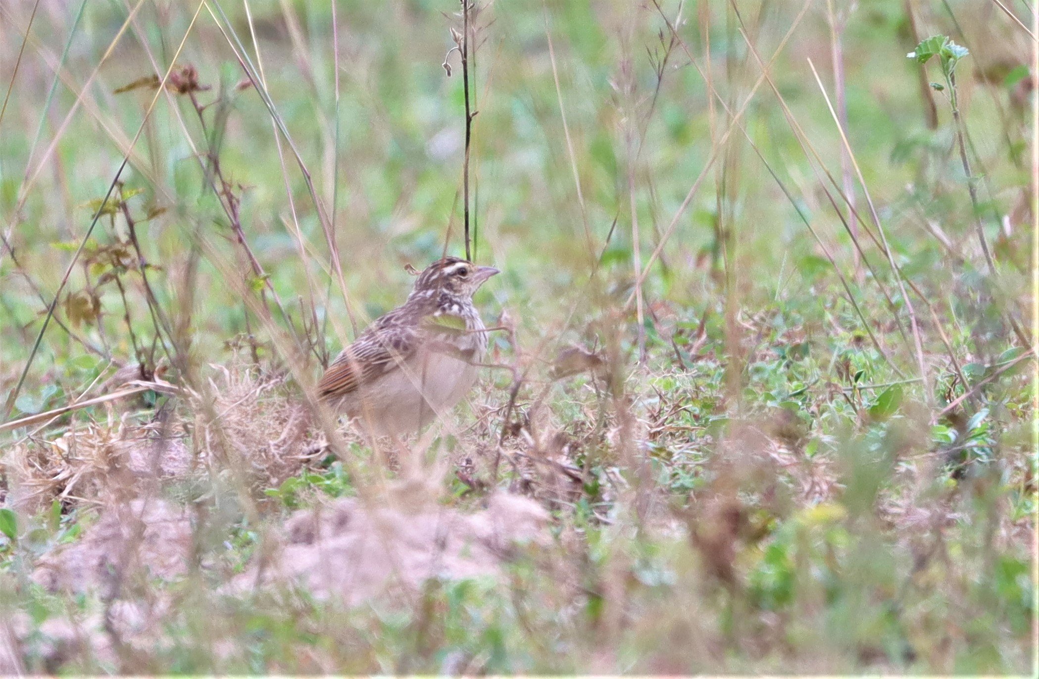 Indochinese Bushlark (Mirafra erythrocephala) Khao Mai Kaeo, Bang Lamung District, Chon Buri  (7).jpg