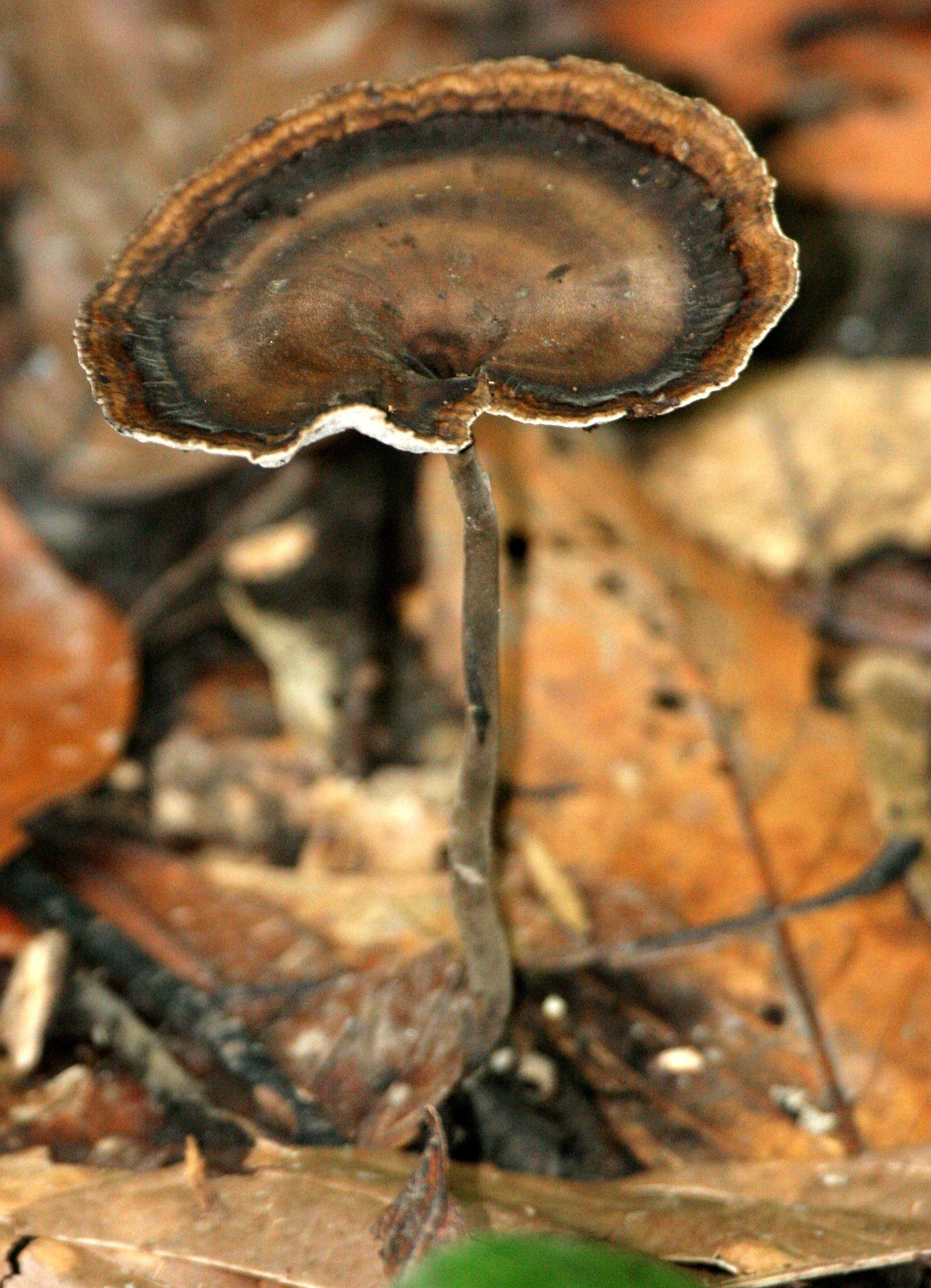 DANUM VALLEY BORNEO - FUNGI SPECIES (6).JPG