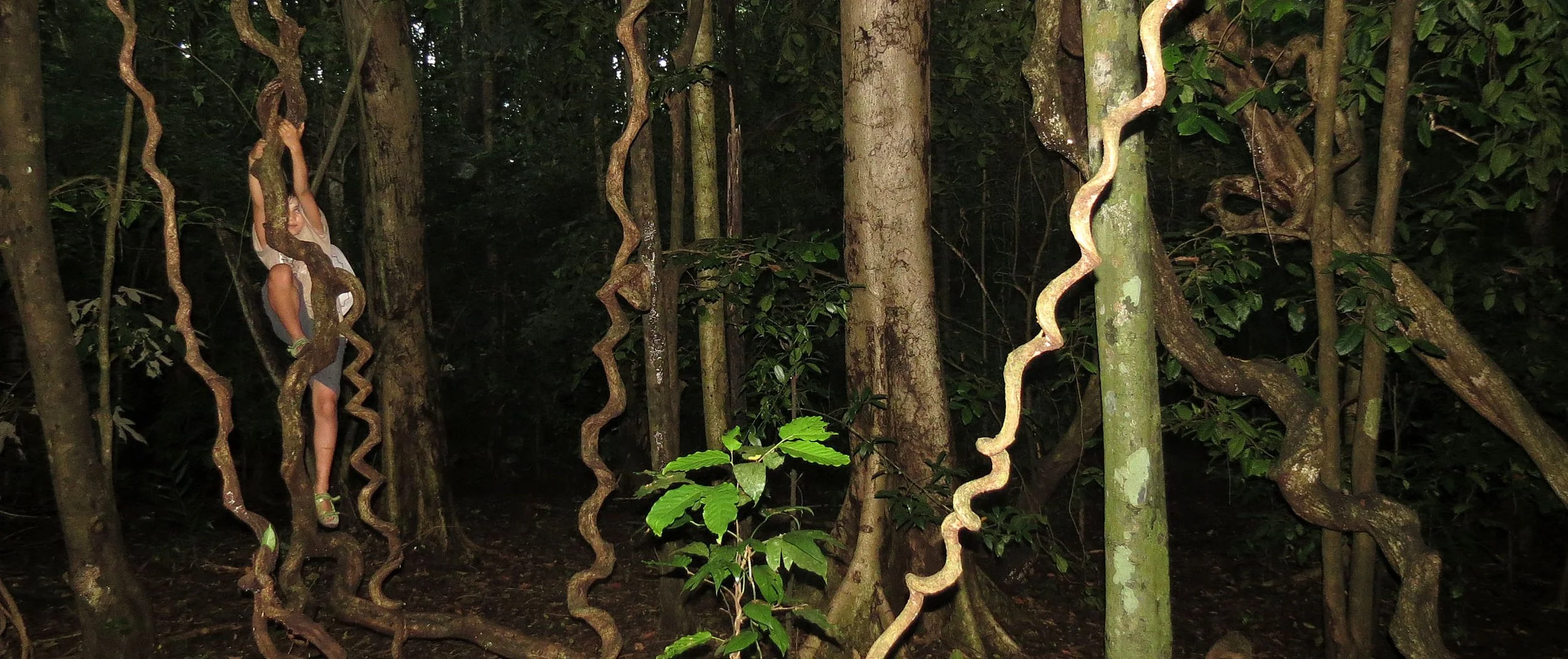 TANGKOKO NATIONAL PARK SULAWESI INDONESIA (95).JPG