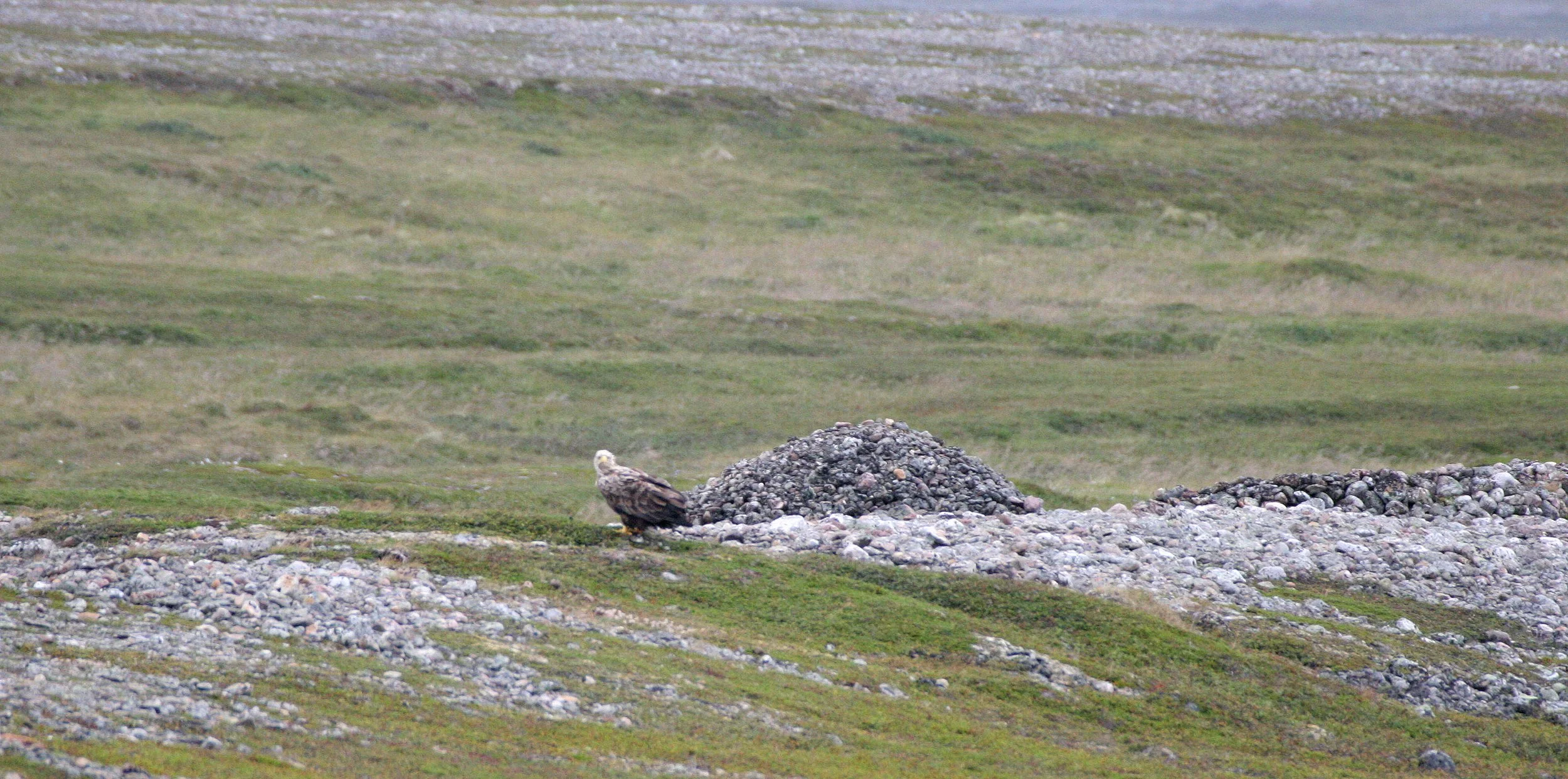 Haliaeetus albicilla - WHITE-TAILED SEA EAGLE - HORNOYA NORWAY (6).jpg