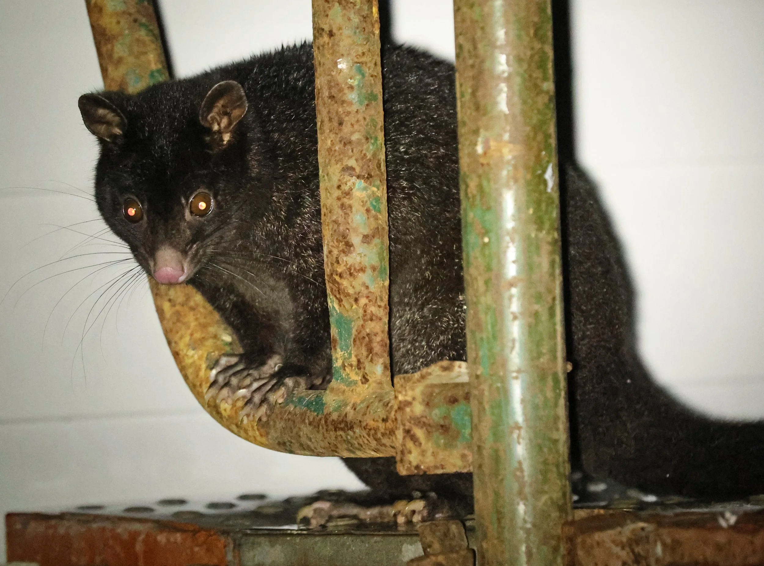 Short-eared Brush-tailed Possum (Trichosurus caninus) Oreilly's at Lamington NP - Queensland
